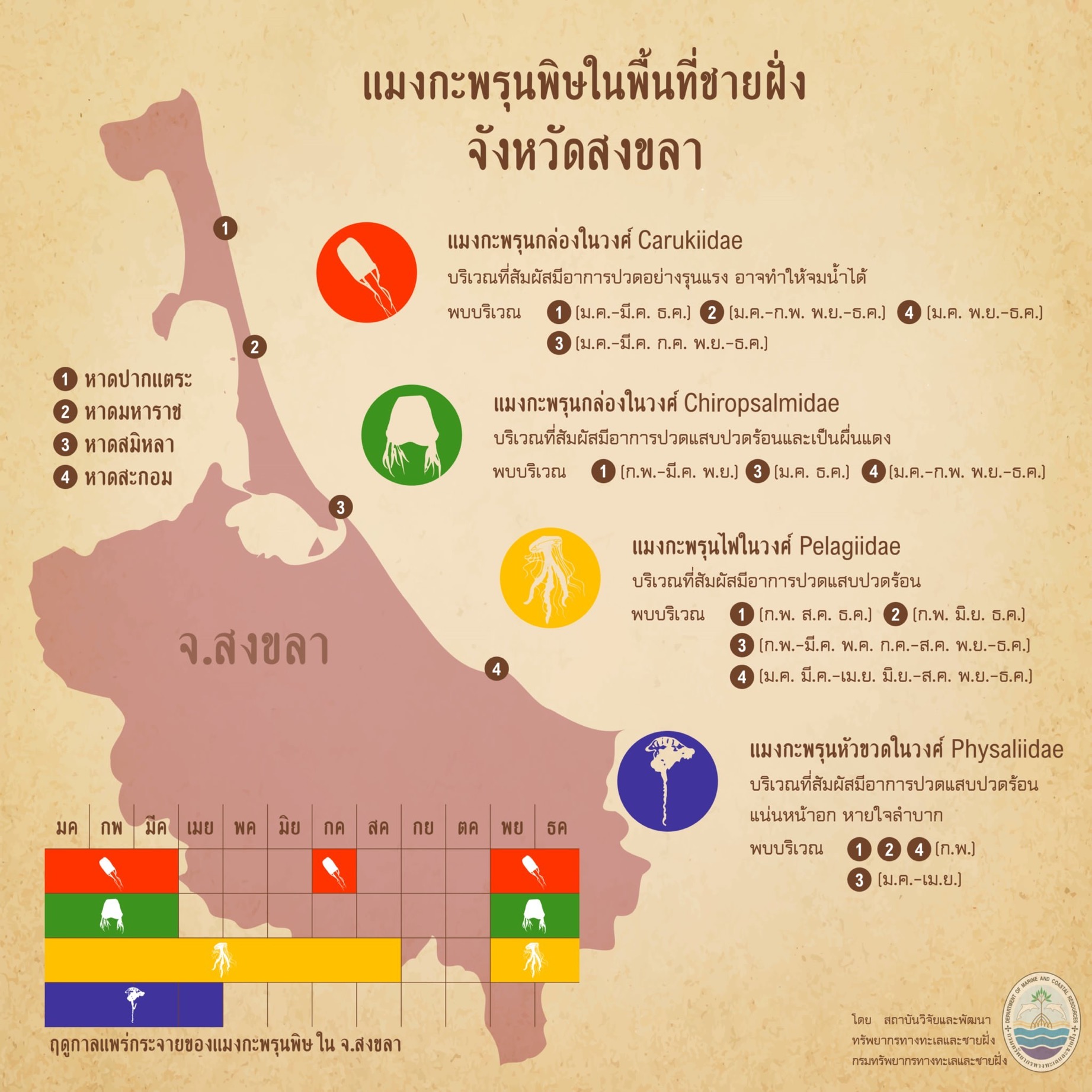 รู้จักกันหน่อยแมงกะพรุนในน่านน้ำไทย ตอนที่ ๑๓ ทะเลสงขลา