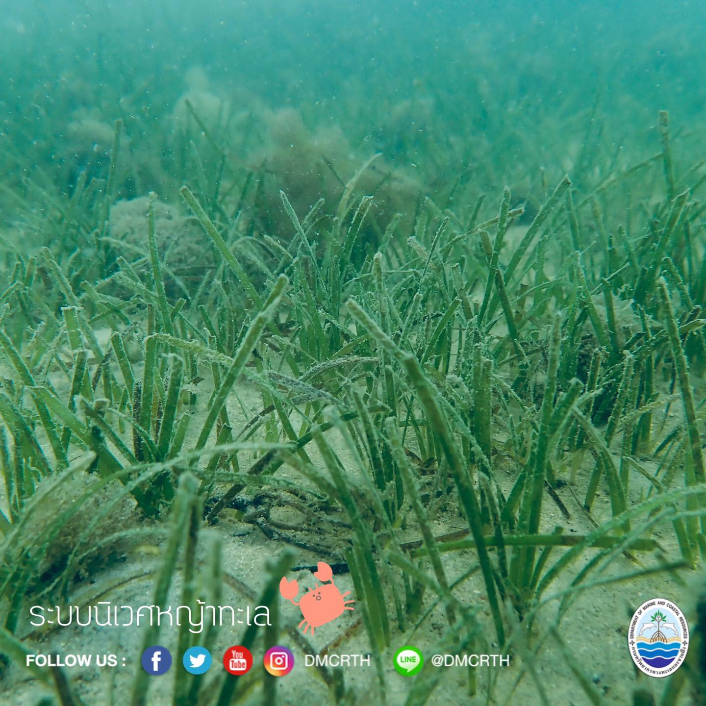 สวัสดี พี่น้องเครือข่ายอนุรักษ์ทะเลไทย