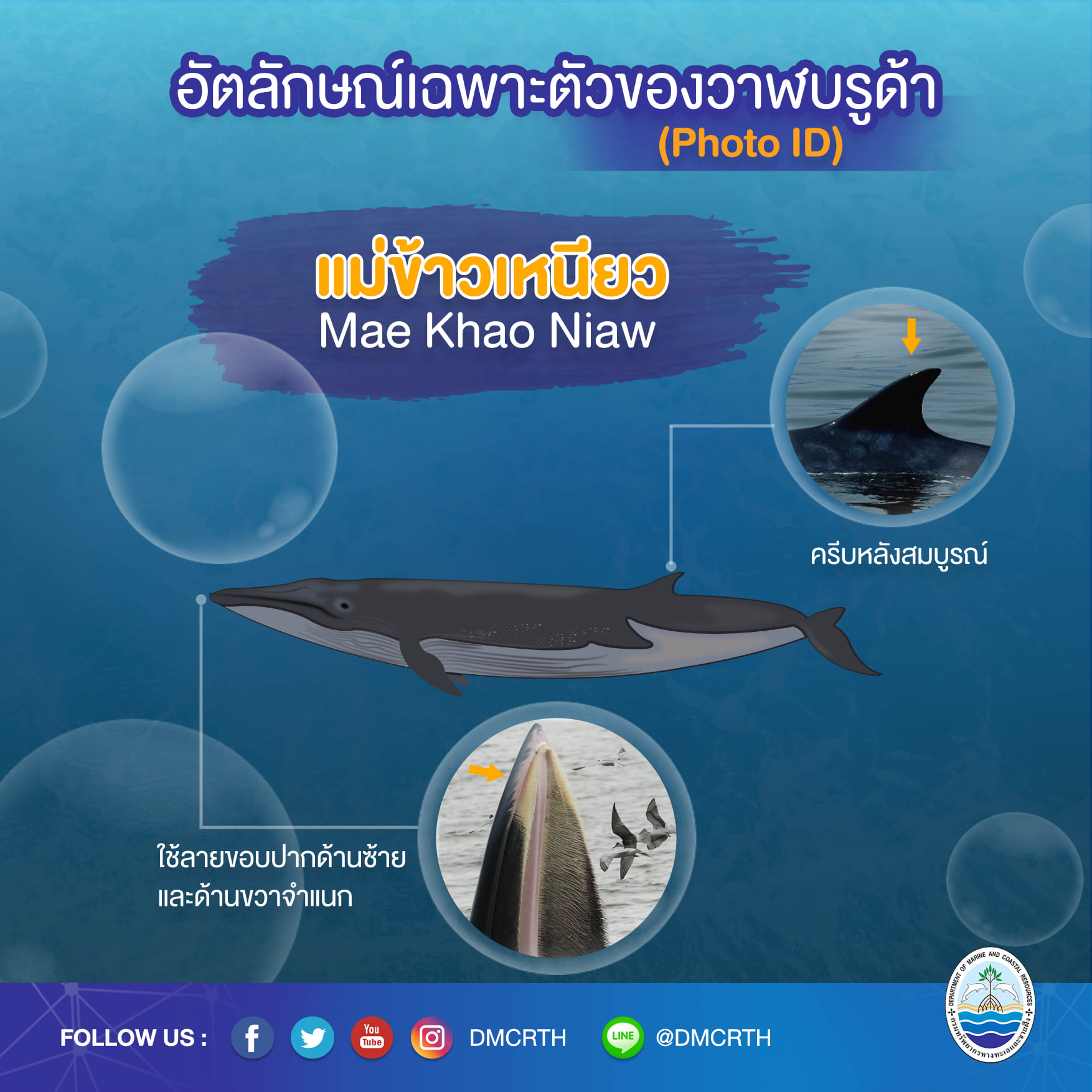 วันละวาฬ มารู้จัก ๖๐ วาฬบรูด้าในน่านน้ำไทย #๑๒ แม่ข้าวเหนียว