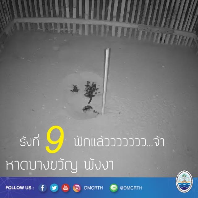 มะเฟืองน้อยฟักแล้วจ้า มาชมภาพสดๆ ไปพร้อมๆ กัน