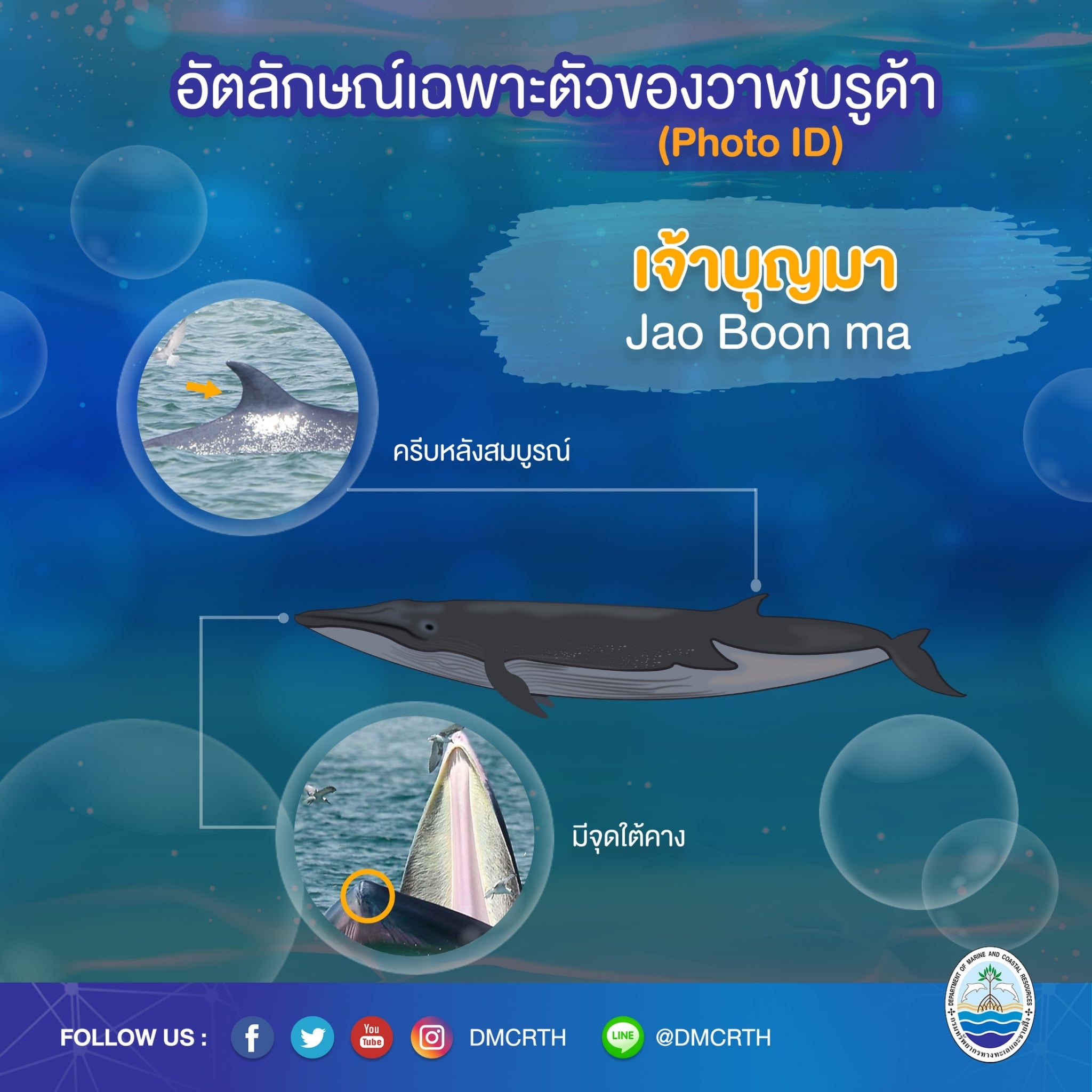วันละวาฬ มารู้จัก ๖๐ วาฬบรูด้าในน่านน้ำไทย #๒๘ เจ้าบุญมา