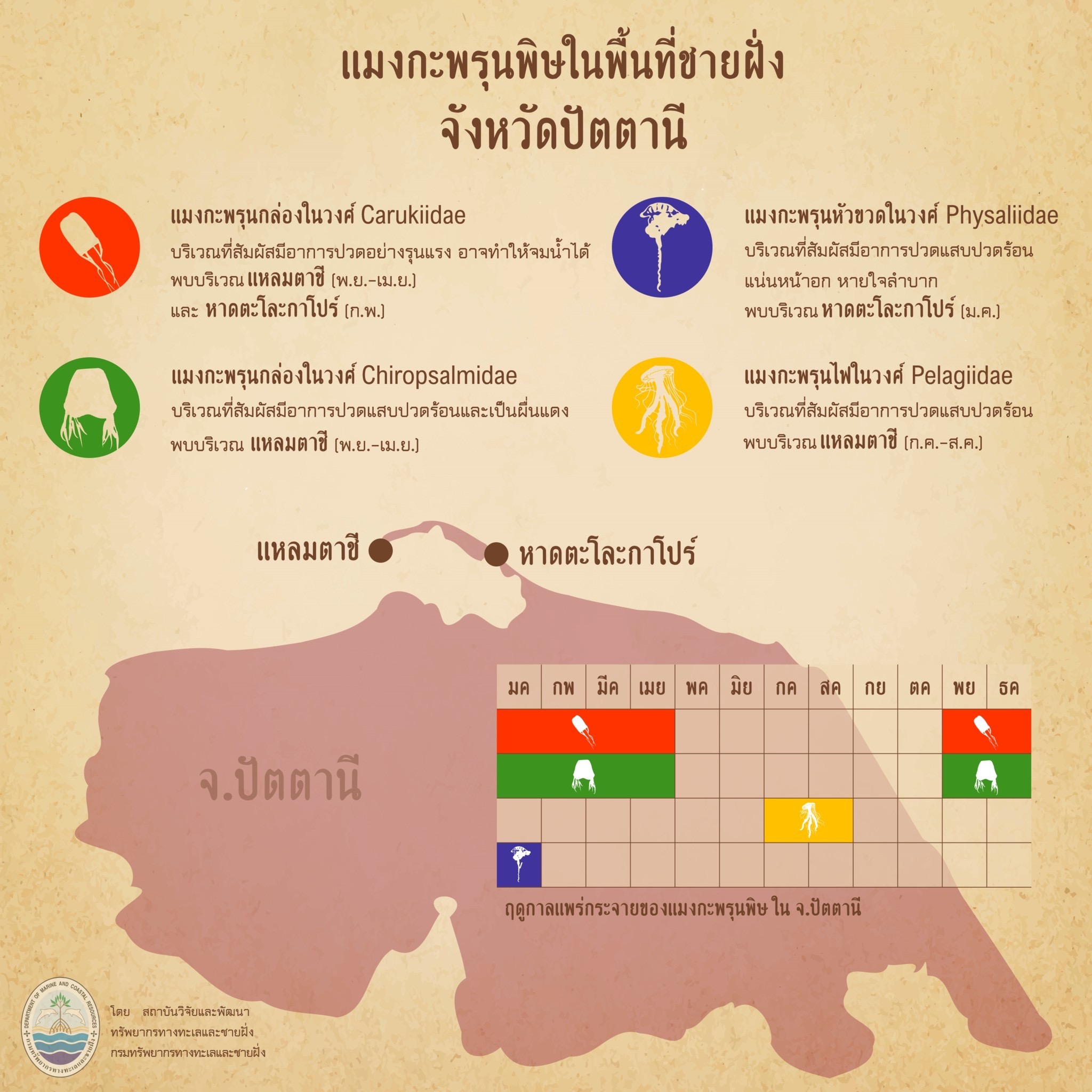 รู้จักกันหน่อยแมงกะพรุนในน่านน้ำไทย ตอนที่ ๑๔ ทะเลปัตตานี