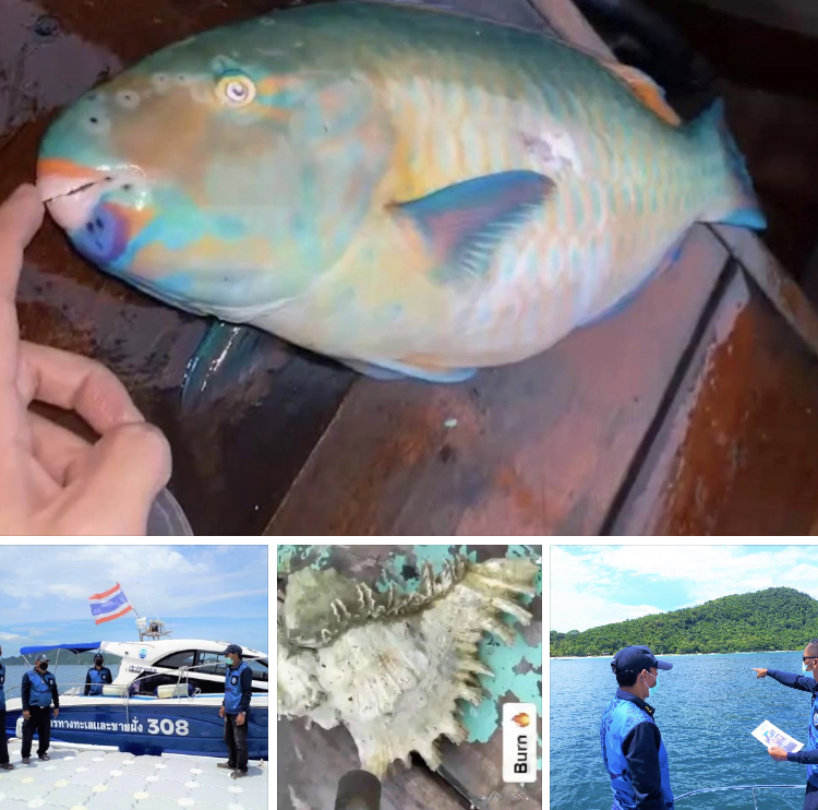 ติดตามเรือนำเที่ยว จับปลาสวยงามในพื้นที่คุ้มครองภูเก็ต