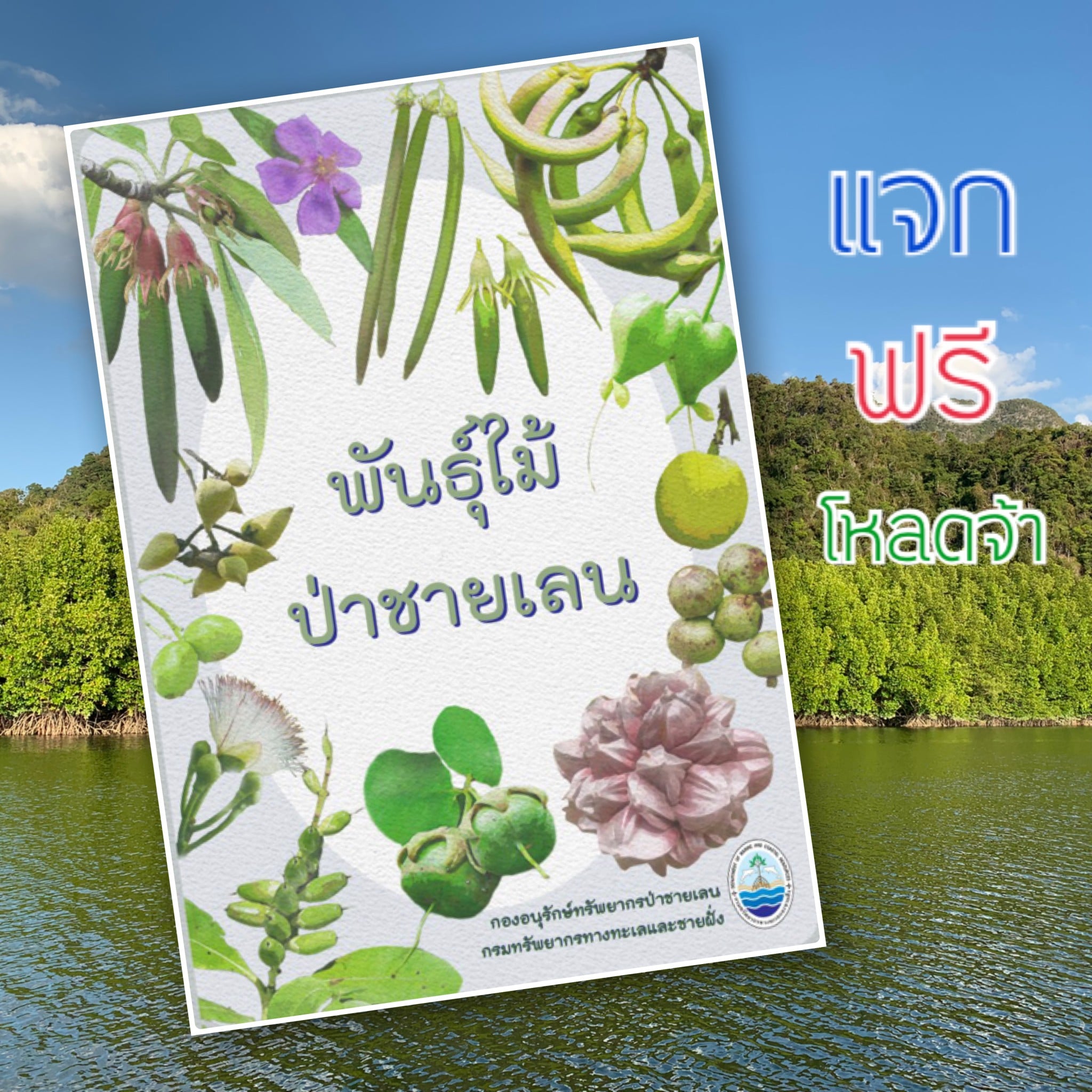 โหลดเลยจ้า WFH ช่วงโควิด ว่างๆ มารู้จักป่าชายเลนกันดีกว่า