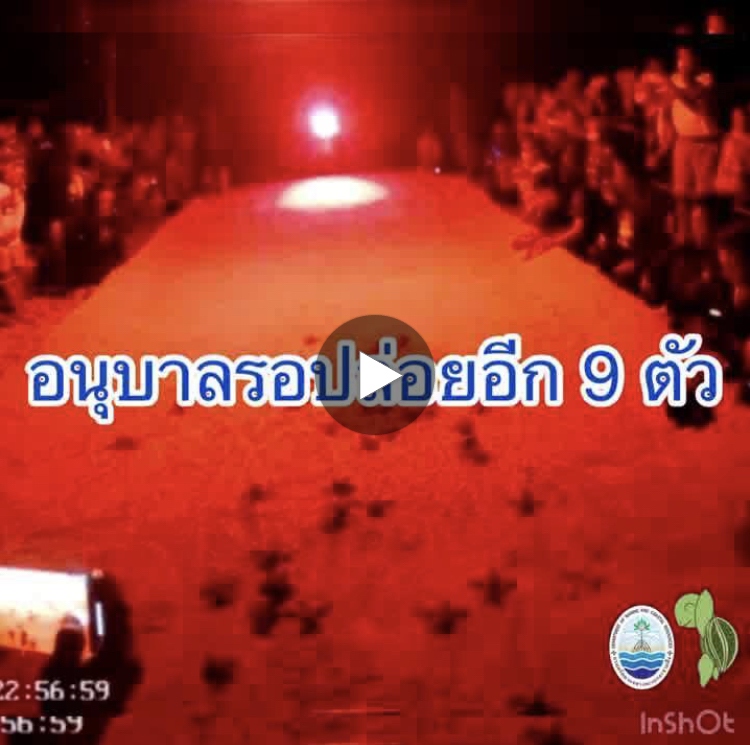 ชมนาทีประทับใจ เต่ามะเฟืองน้อยหาดบางขวัญฟักเพิ่ม