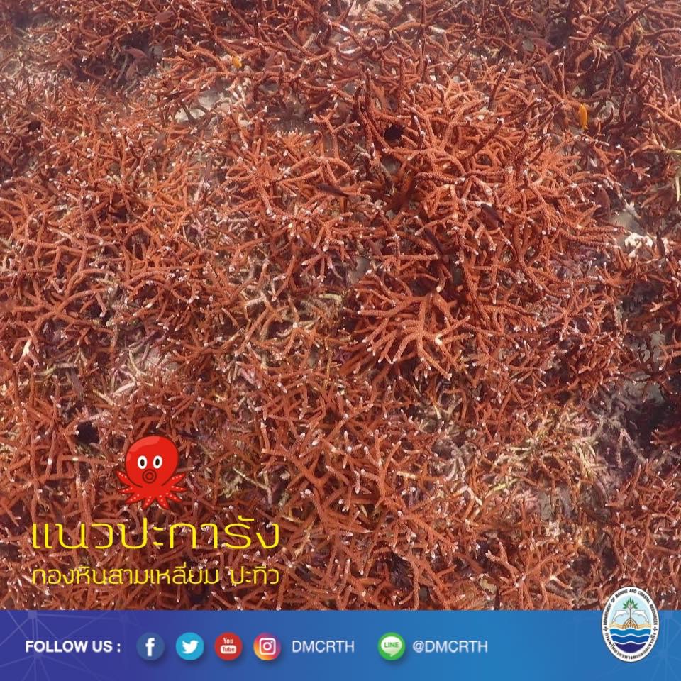 สวัสดี พี่น้องเครือข่ายอนุรักษ์ทะเลไทย