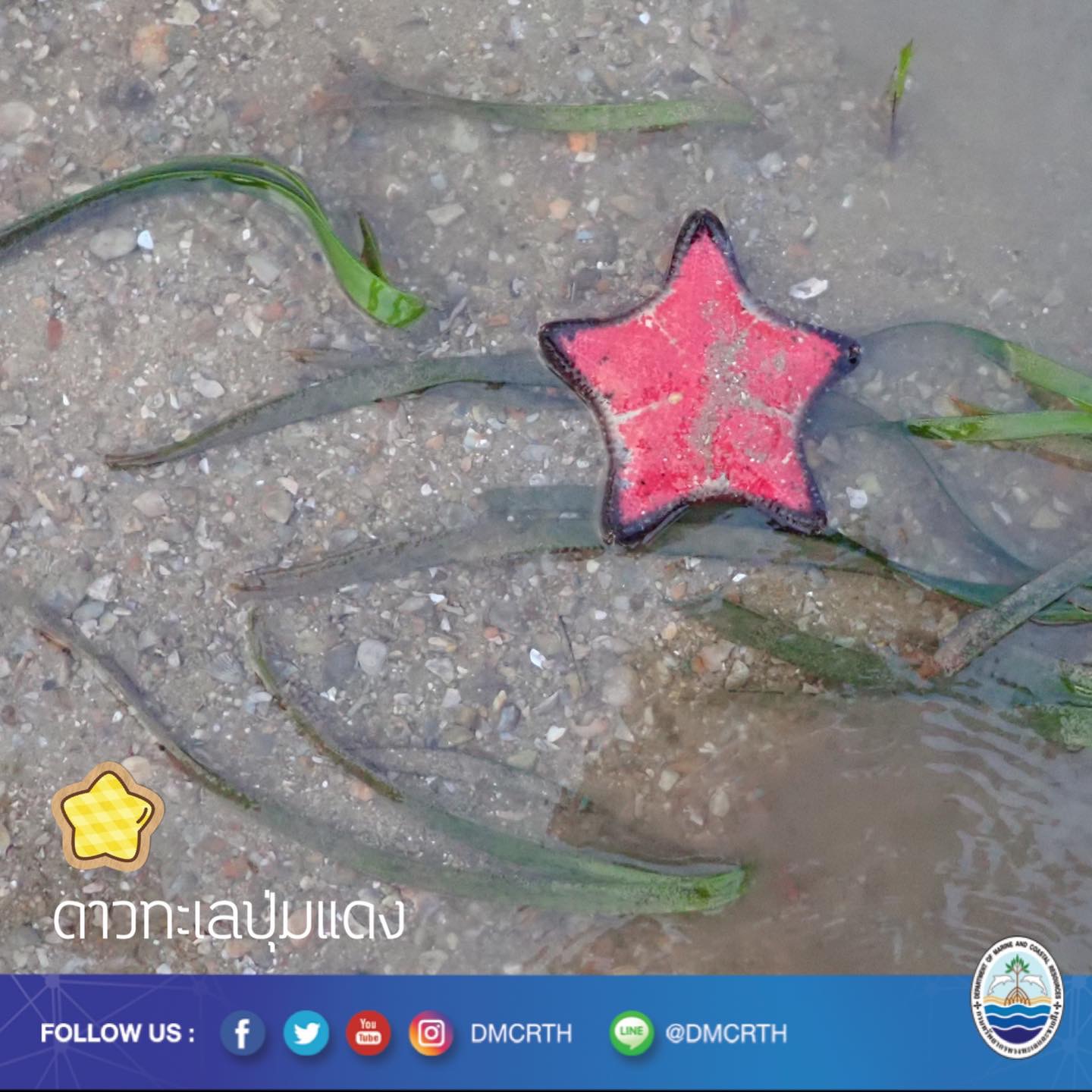 สวัสดี พี่น้องเครือข่ายอนุรักษ์ทะเลไทย