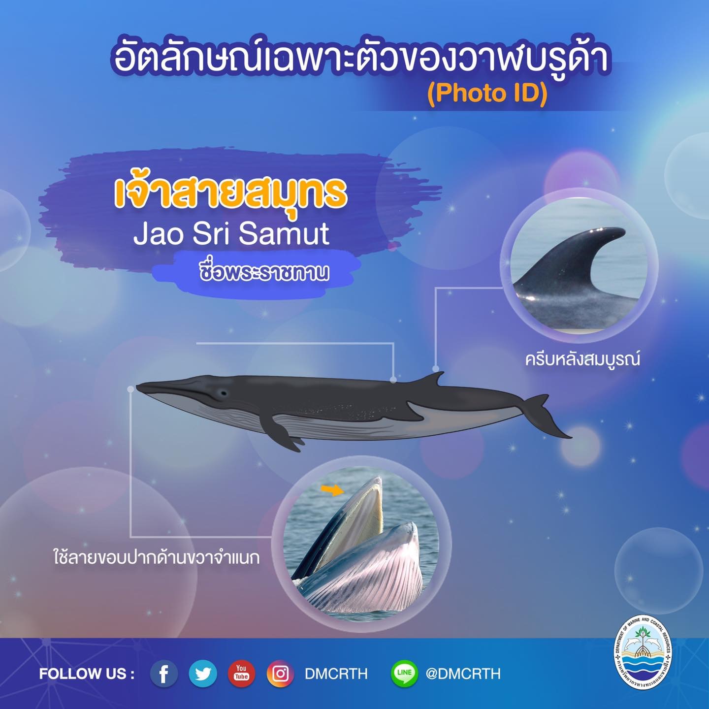 วันละวาฬ มารู้จัก ๖๐ วาฬบรูด้าในน่านน้ำไทย #๕๔ เจ้าสายสมุทร