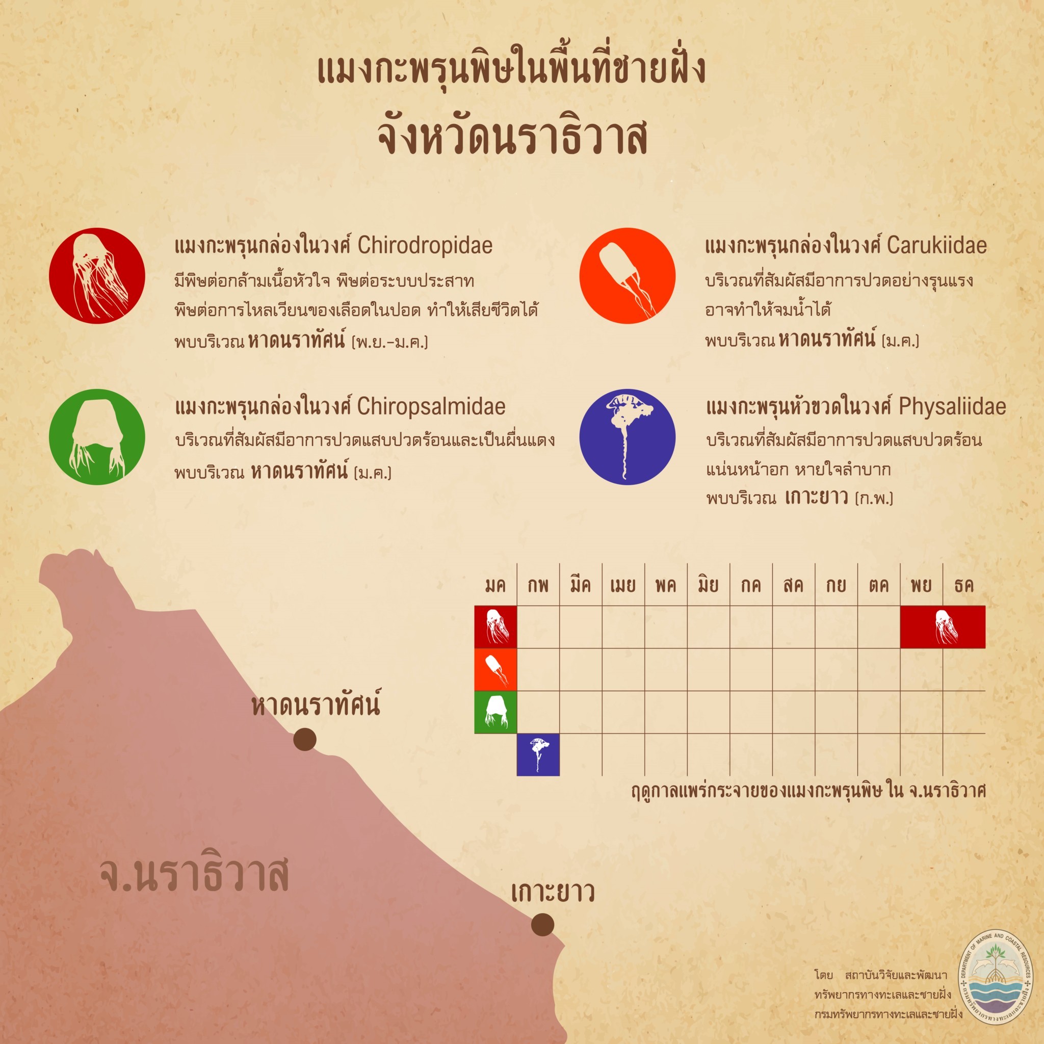 รู้จักกันหน่อยแมงกะพรุนในน่านน้ำไทย ตอนที่ ๑๕ ทะเลนราธิวาส