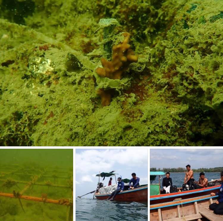 สถานการณ์การฟื้นฟูแนวปะการังเกาะปู ทะเลกระบี่