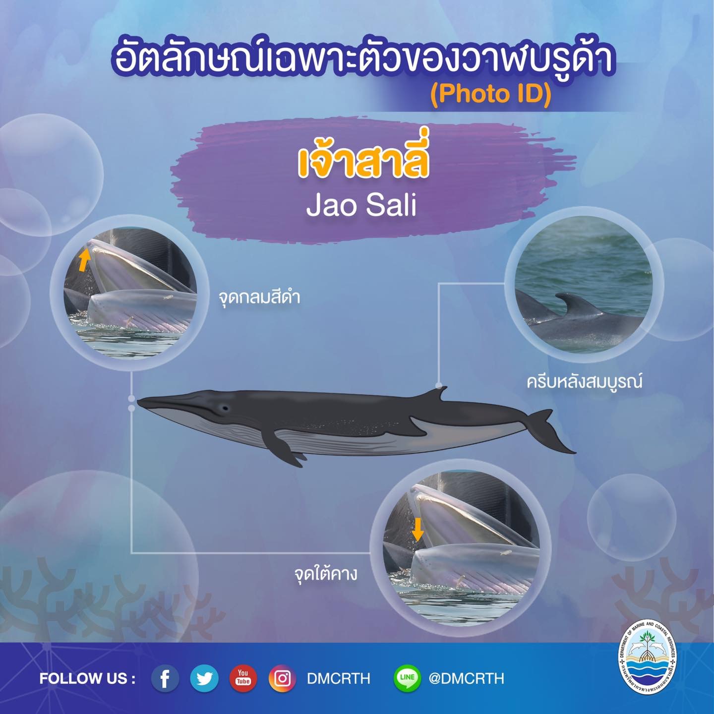 วันละวาฬ มารู้จัก ๖๐ วาฬบรูด้าในน่านน้ำไทย #๕๕ เจ้าสาลี่