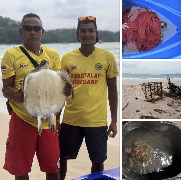 ซีเคียวหาดบางเทาช่วยกัน เต่าทะเลเพลียแย่ติดลอบหมึก