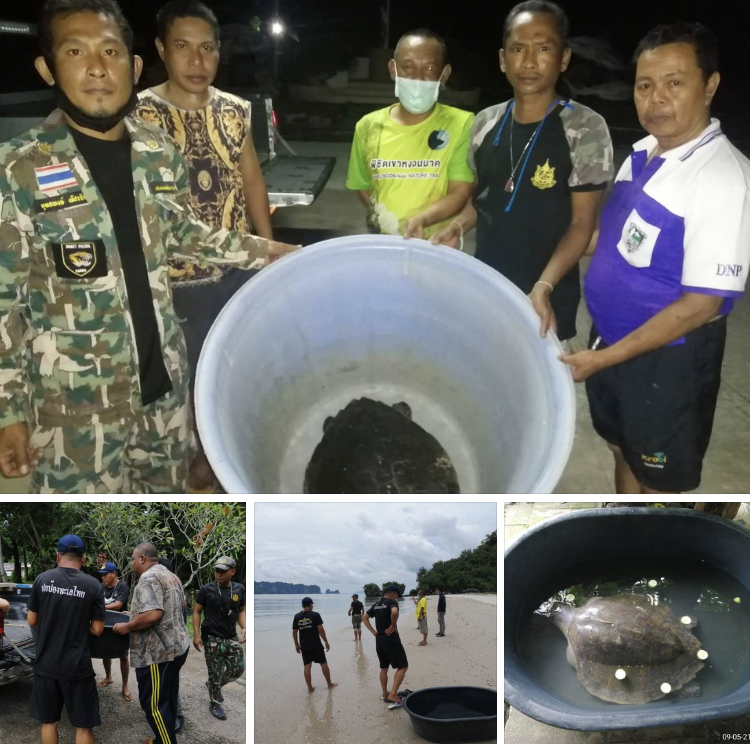 ประสานช่วยเต่าหญ้าเกยตื้นในเขตอุทยานแห่งชาติหาดนพรัตน์ธารา