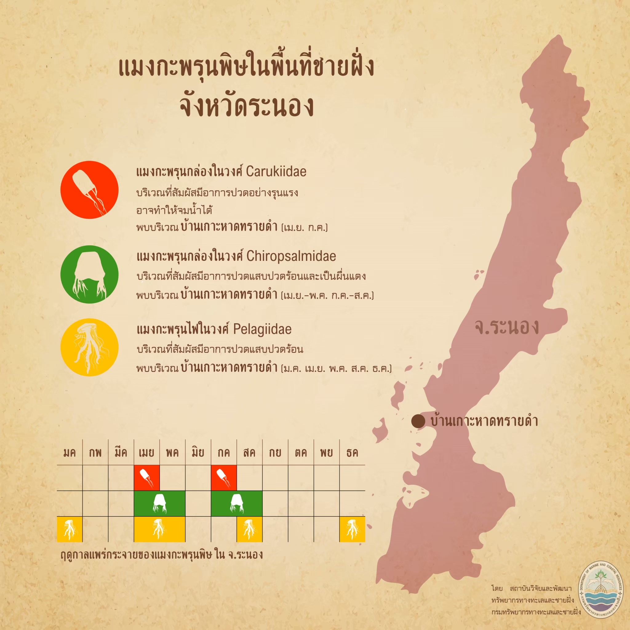 รู้จักกันหน่อยแมงกะพรุนในน่านน้ำไทย ตอนที่ ๑๖ ทะเลระนอง