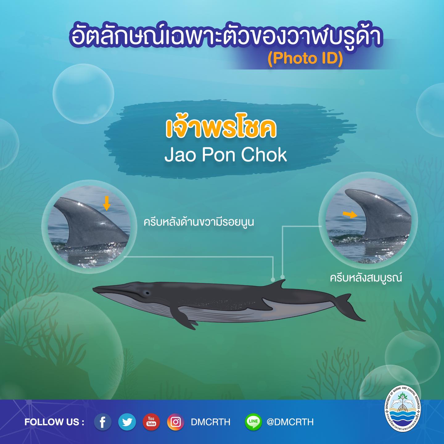 วันละวาฬ มารู้จัก ๖๐ วาฬบรูด้าในน่านน้ำไทย #๒๙ เจ้าพรโชค