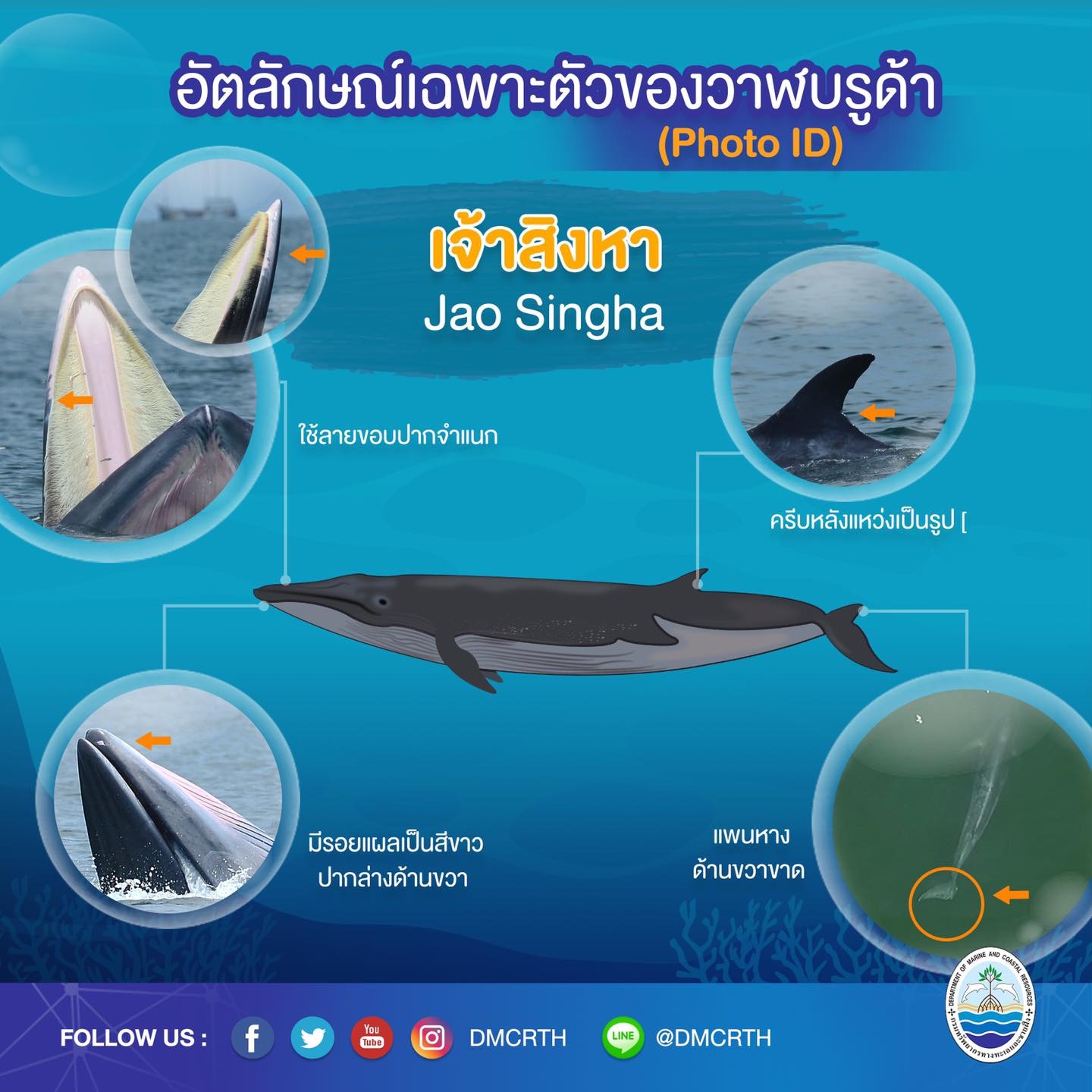 วันละวาฬ มารู้จัก ๖๐ วาฬบรูด้าในน่านน้ำไทย #๕๖ เจ้าสิงหา