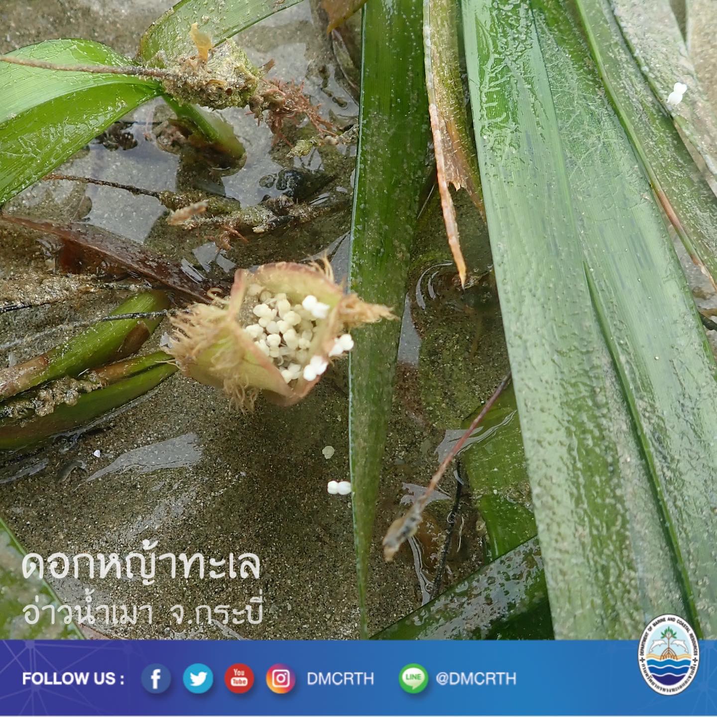 สวัสดี พี่น้องเครือข่ายอนุรักษ์ทะเลไทย