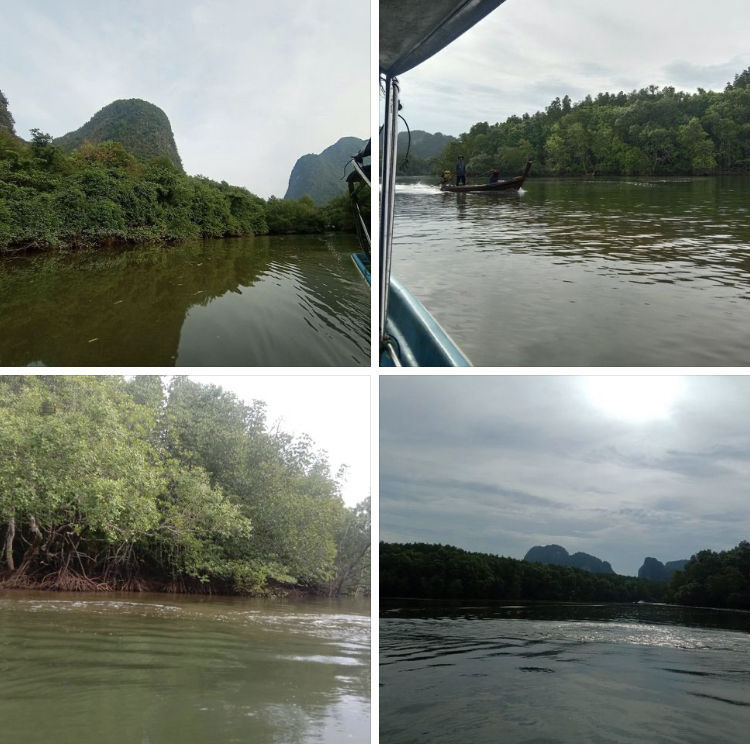 ชุมชนเมืองพังงาร่วมมือดี ไม่มีการบุกรุกผืนป่าชายเลน