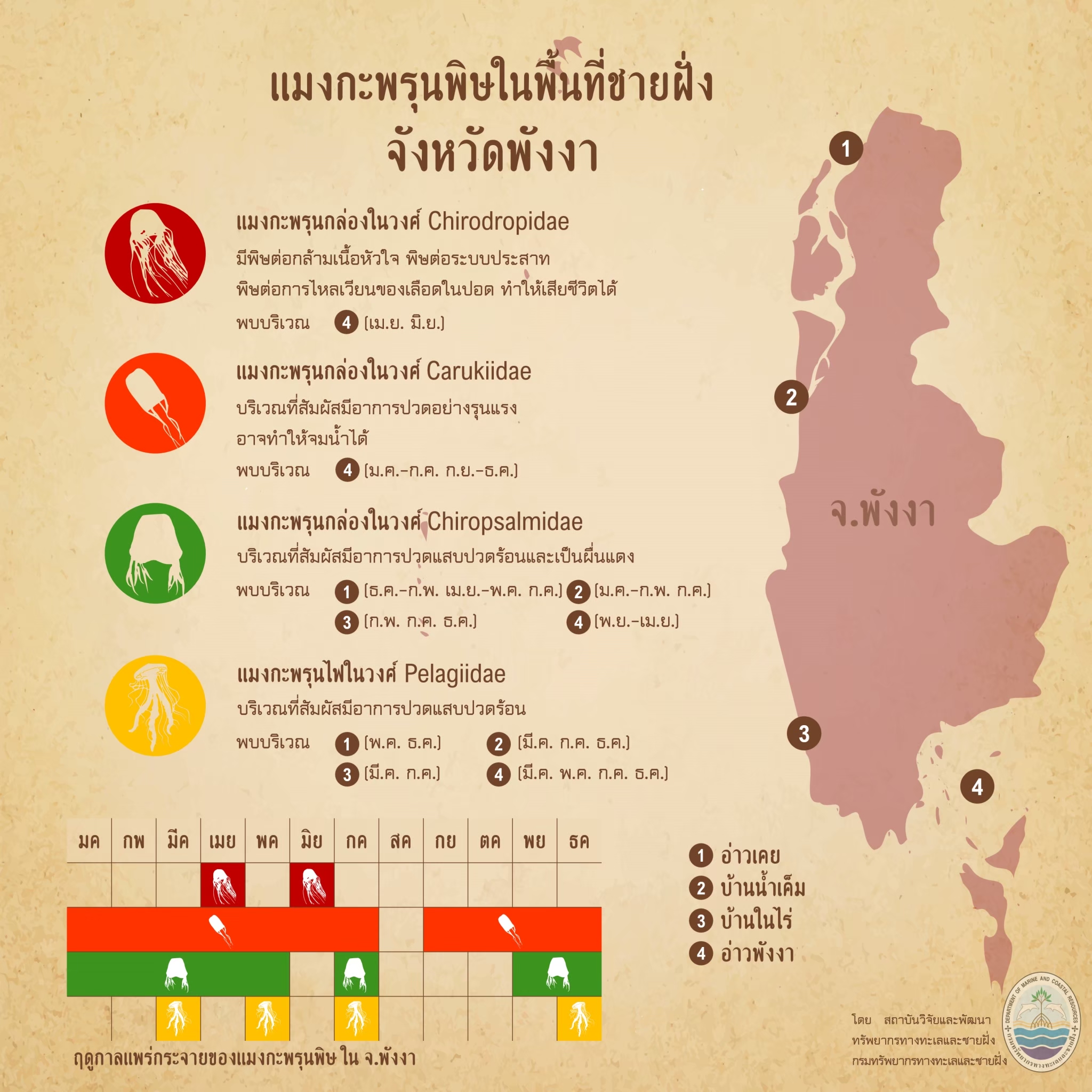 รู้จักกันหน่อยแมงกะพรุนในน่านน้ำไทย ตอนที่ ๑๗ ทะเลพังงา