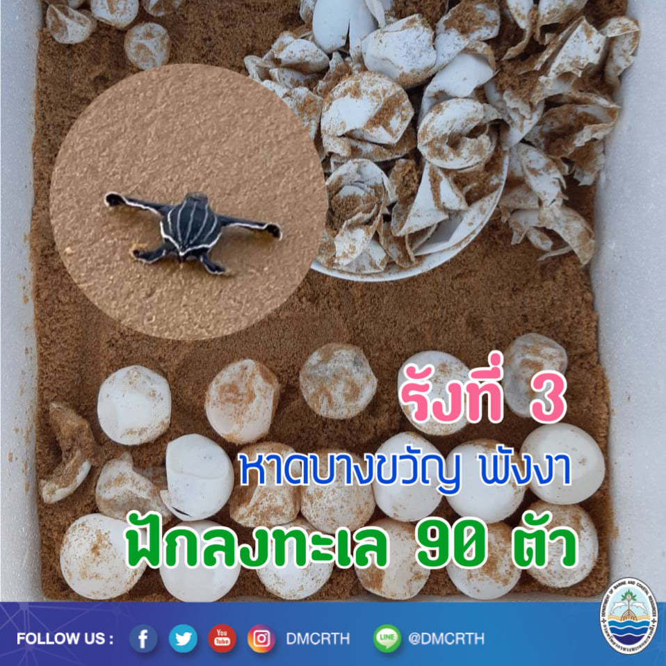 เพิ่มสมาชิกลูกเต่ามะเฟืองหาดบางขวัญ รังที่ ๓ ฟักลงทะเลแล้ว