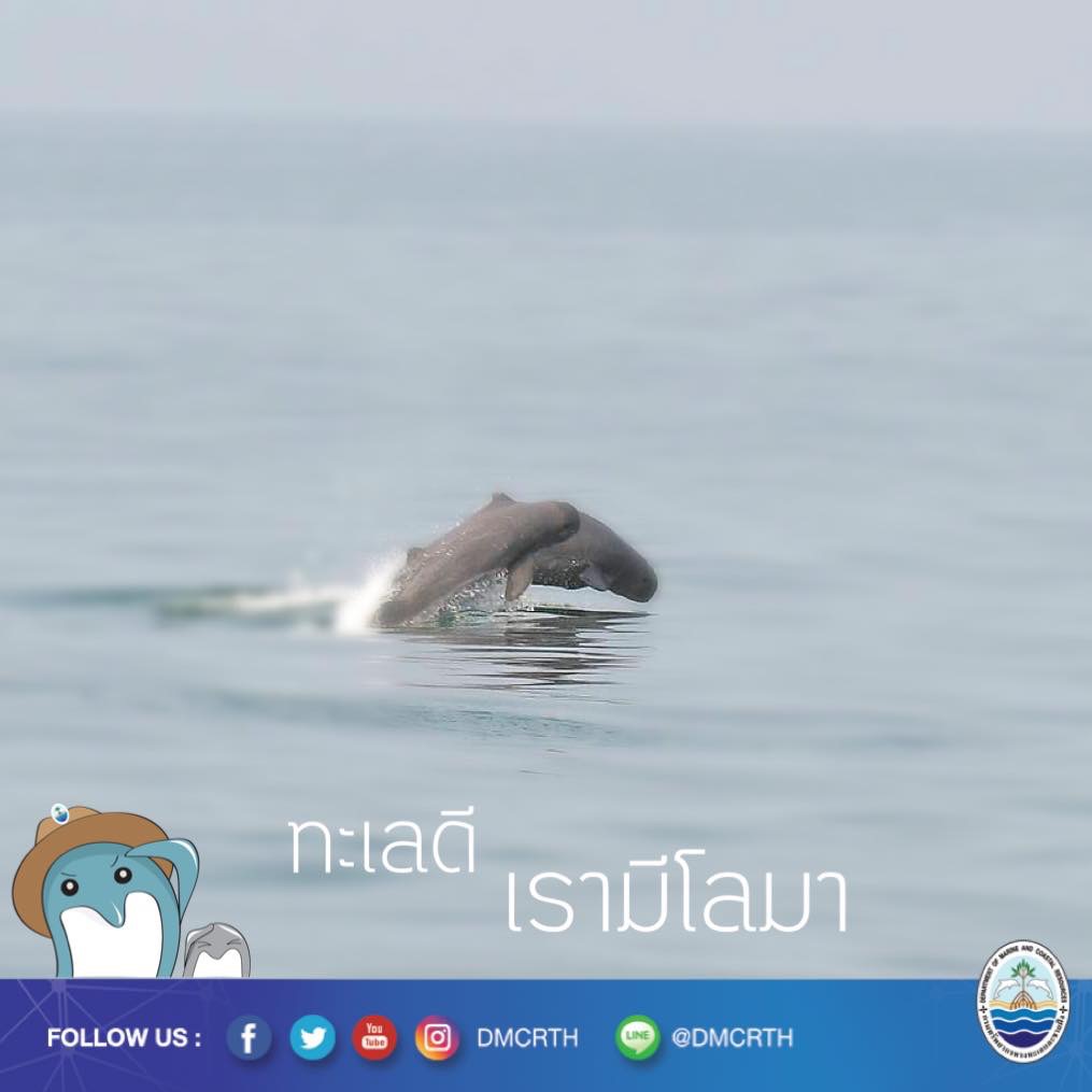 สวัสดี พี่น้องเครือข่ายอนุรักษ์ทะเลไทย