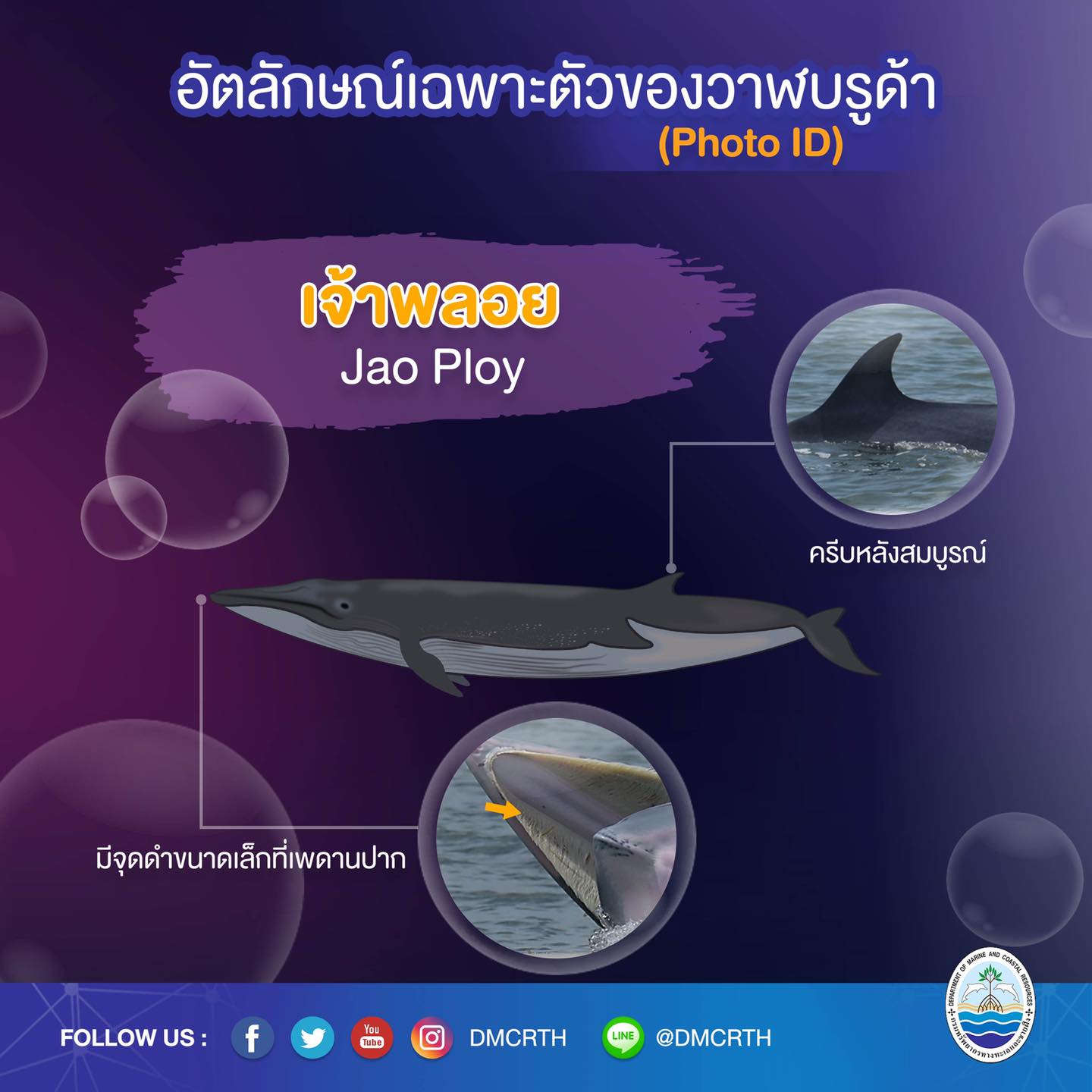 วันละวาฬ มารู้จัก ๖๐ วาฬบรูด้าในน่านน้ำไทย #๓๐ เจ้าพลอย