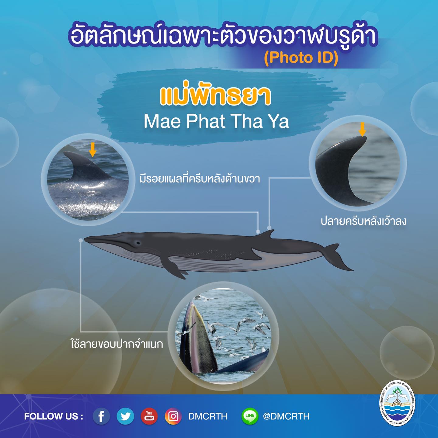 วันละวาฬ มารู้จัก ๖๐ วาฬบรูด้าในน่านน้ำไทย #๓๑ แม่พัทธยา
