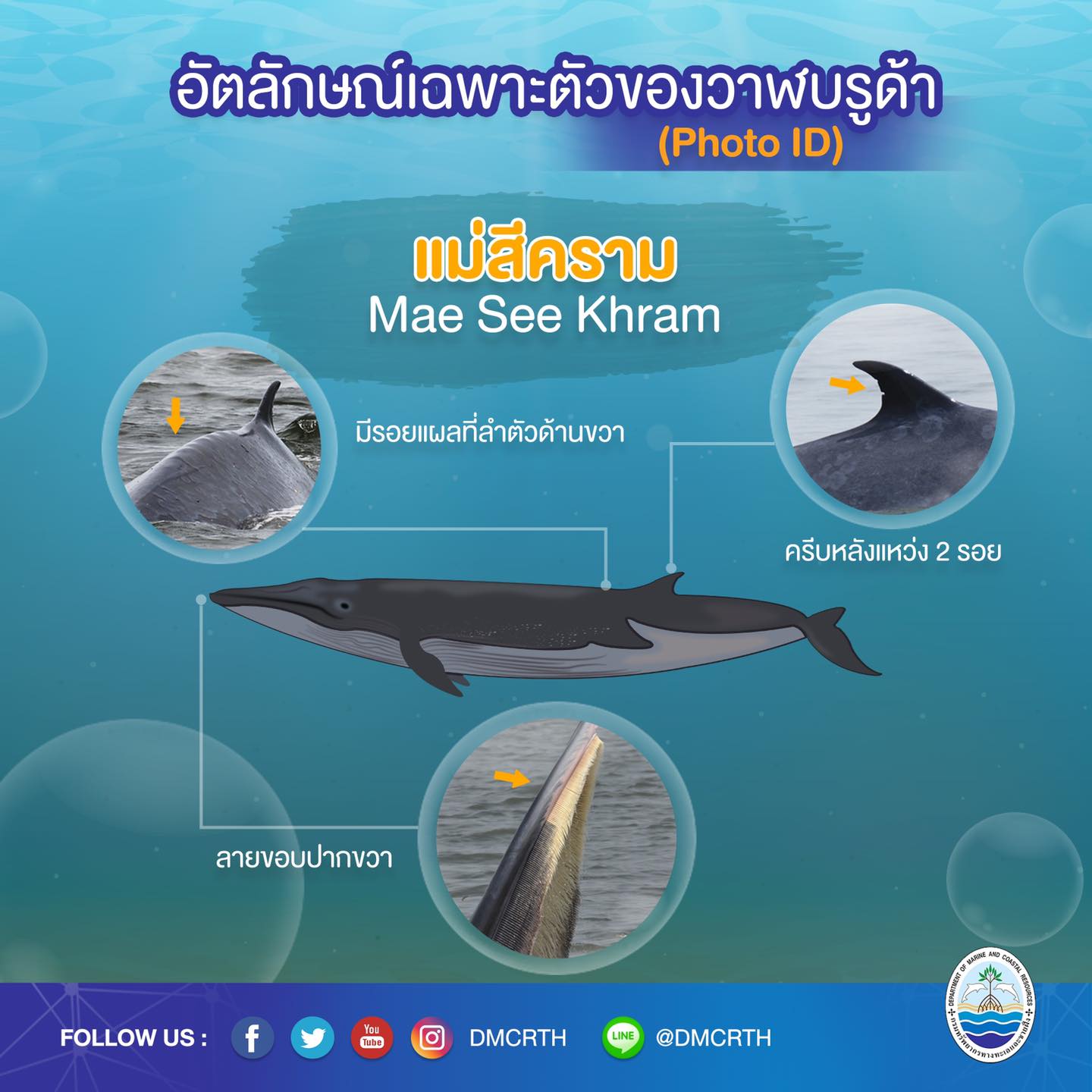 วันละวาฬ มารู้จัก ๖๐ วาฬบรูด้าในน่านน้ำไทย #๕๗ แม่สีคราม