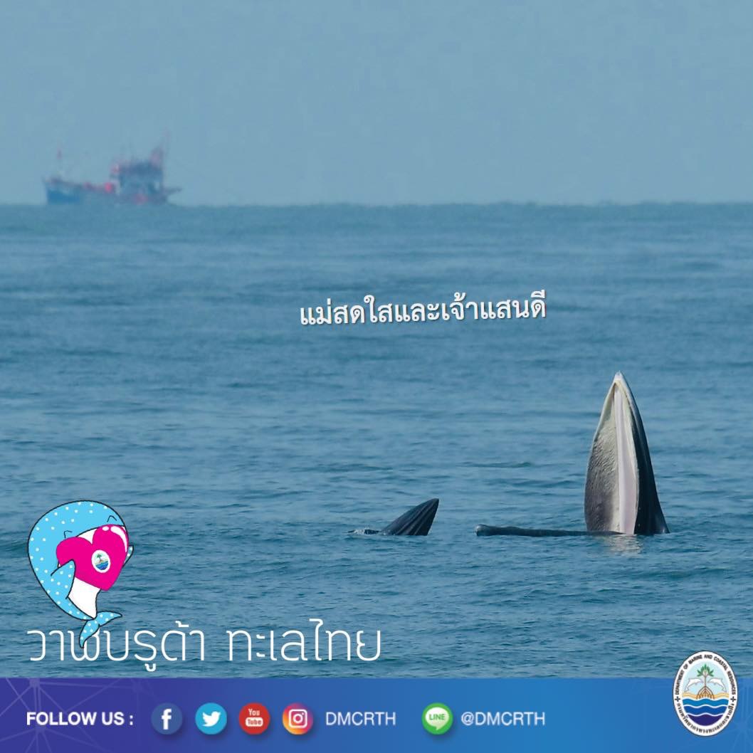 สวัสดี พี่น้องเครือข่ายอนุรักษ์ทะเลไทย