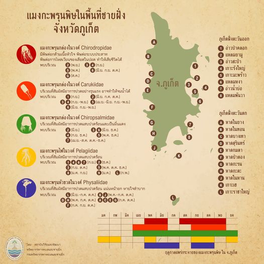 รู้จักกันหน่อยแมงกะพรุนในน่านน้ำไทย ตอนที่ ๑๘ ทะเลภูเก็ต