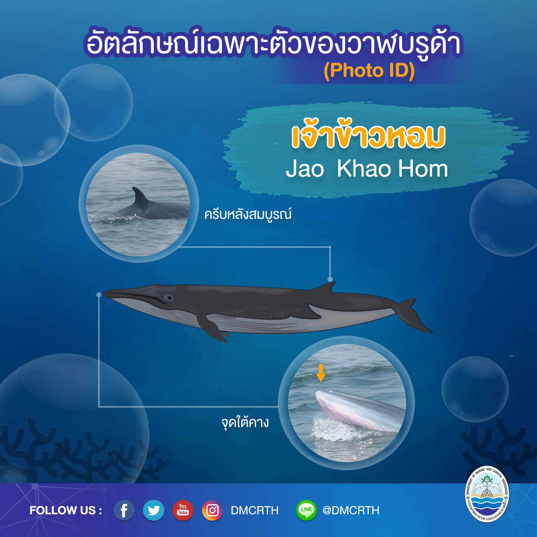 วันละวาฬ มารู้จัก ๖๐ วาฬบรูด้าในน่านน้ำไทย #๑๓ เจ้าข้าวหอม