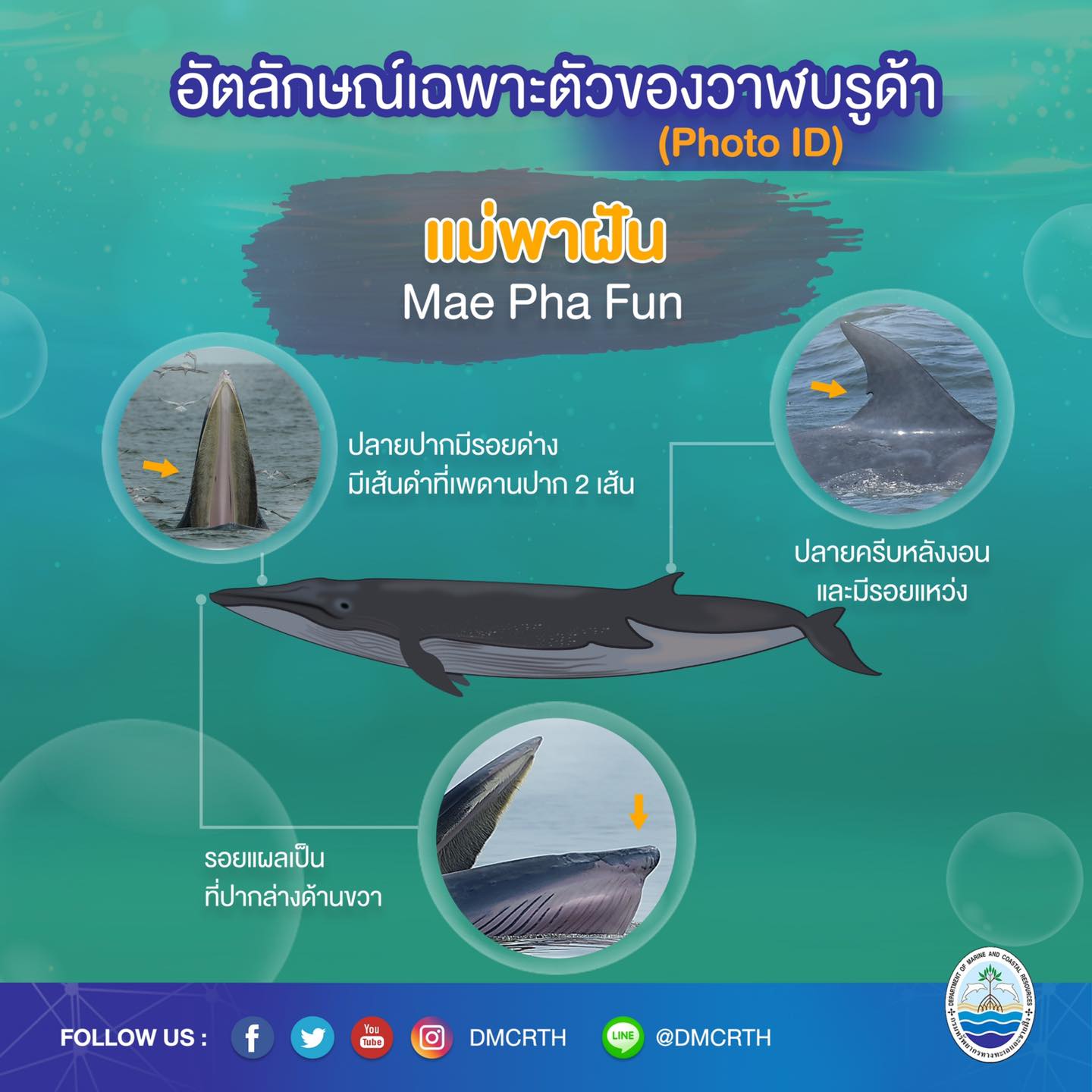 วันละวาฬ มารู้จัก ๖๐ วาฬบรูด้าในน่านน้ำไทย #๓๒ เจ้าพาฝัน