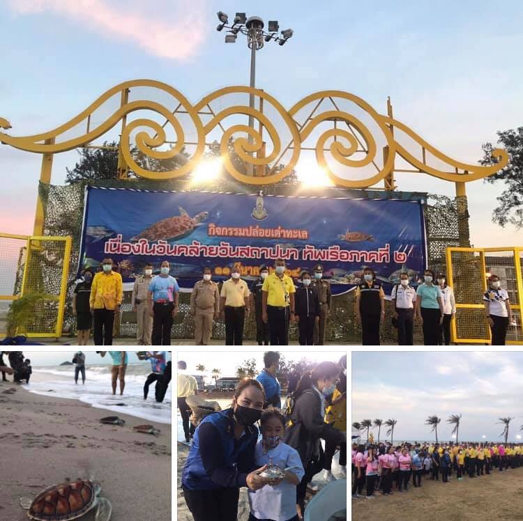 ทัพเรือสงขลา จัดใหญ่ปล่อยเต่าทะเลคืนสู่ธรรมชาติ
