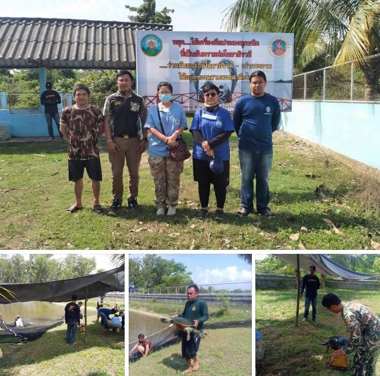 พัทลุงตรวจสุขภาพเต่ากระอาน มีสุขภาพแข็งแรงดี