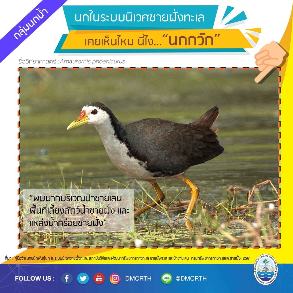 นก ไม่นก ถ้ารู้จักแล้วจะรักนกในระบบนิเวศชายฝั่งทะเลไทย #๒๑