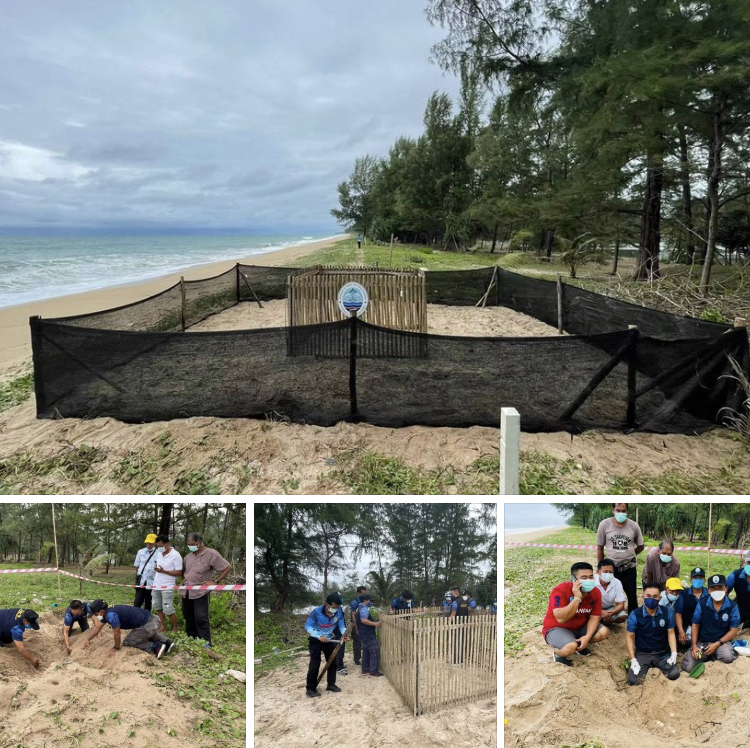 ชายหาดสงบ พบแม่เต่าไม่ทราบชนิดขึ้นวางไข่ชายหาดบ่อดาน