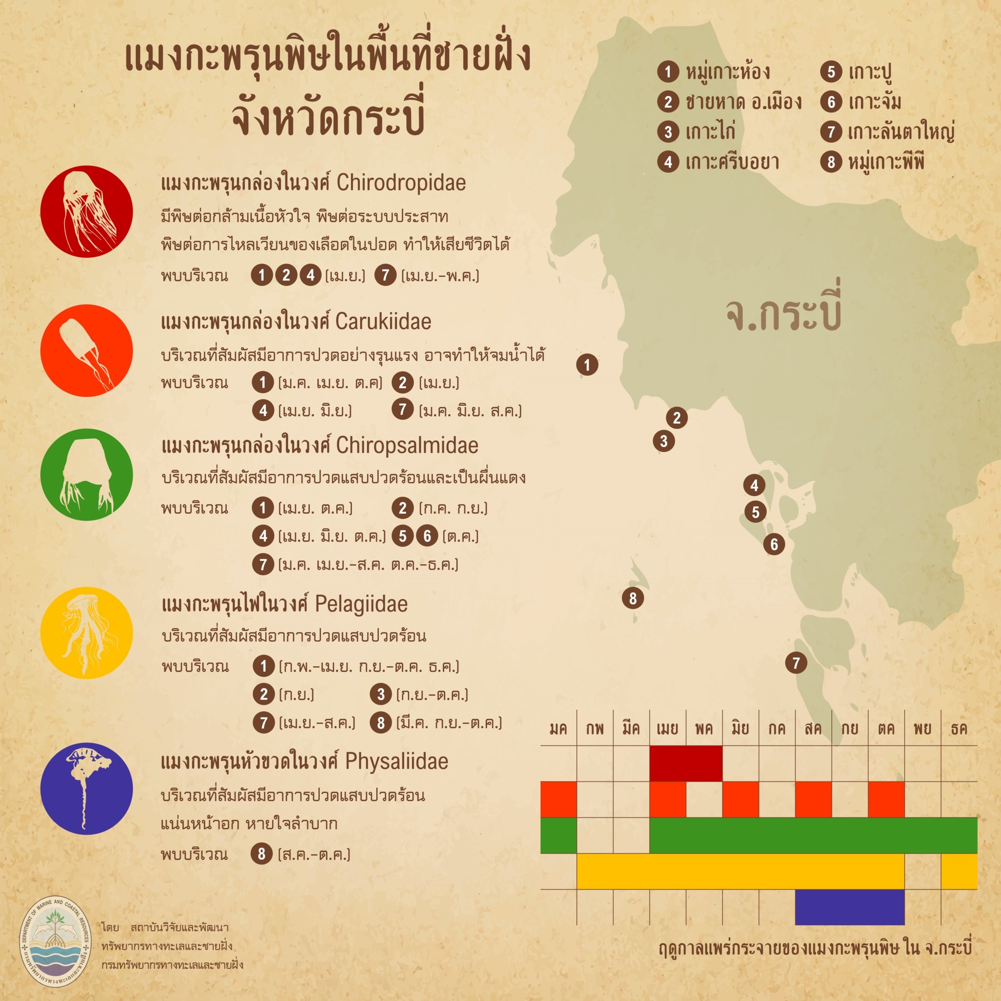 รู้จักกันหน่อยแมงกะพรุนในน่านน้ำไทย ตอนที่ ๑๙ ทะเลกระบี่