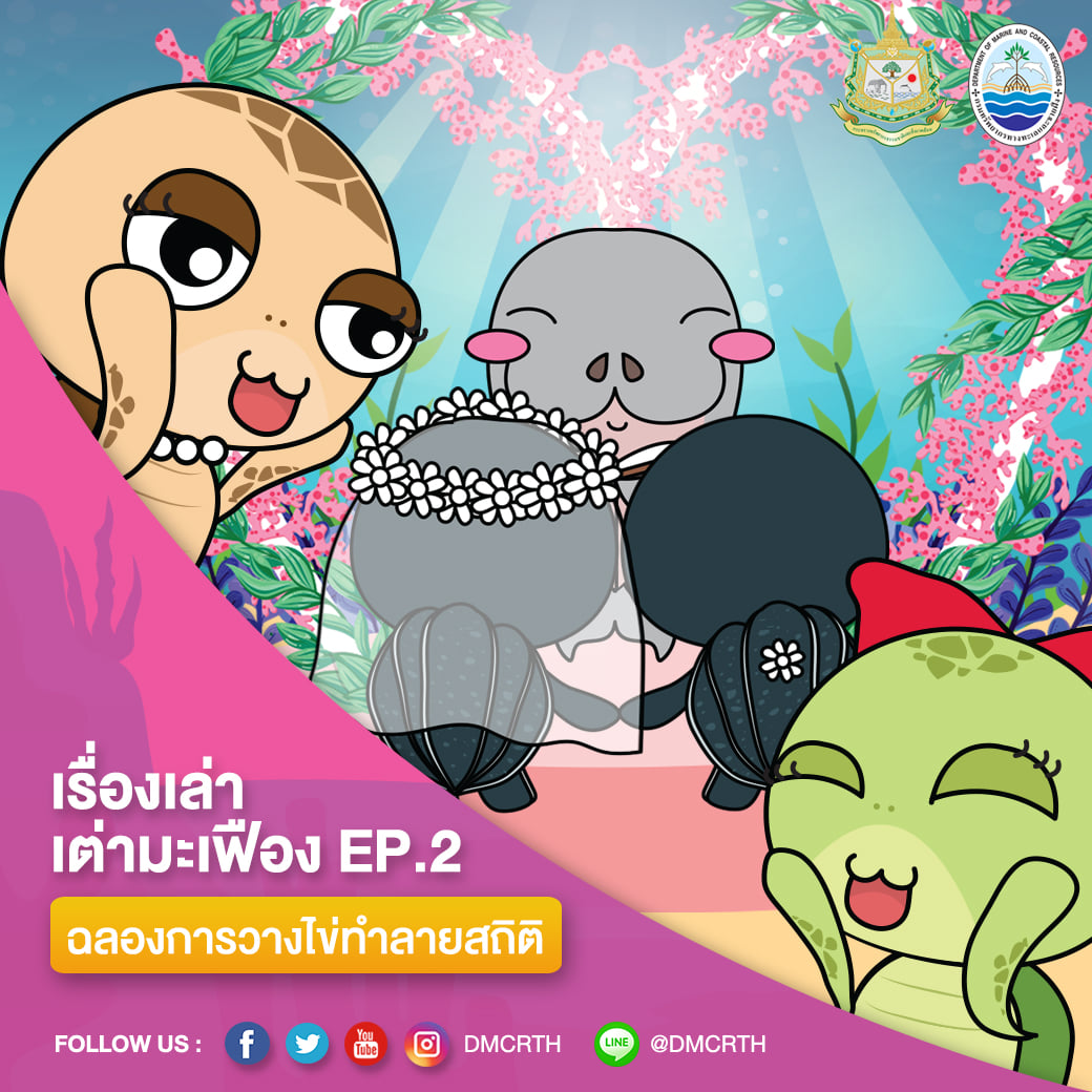 ดีใจหน้าบาน ทช. ฉลองแม่เต่ามะเฟืองทุบสถิติการวางไข่ต่อเนื่อง #๒