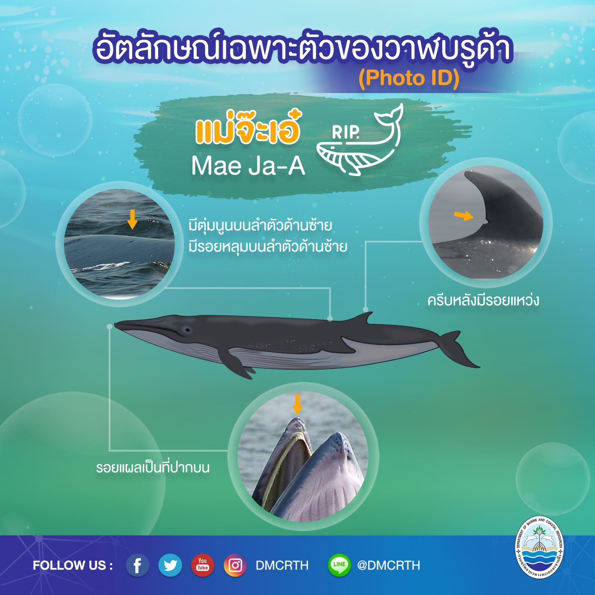 วันละวาฬ มารู้จัก ๖๐ วาฬบรูด้าในน่านน้ำไทย #๑๔ เจ้าจ๊ะเอ๋