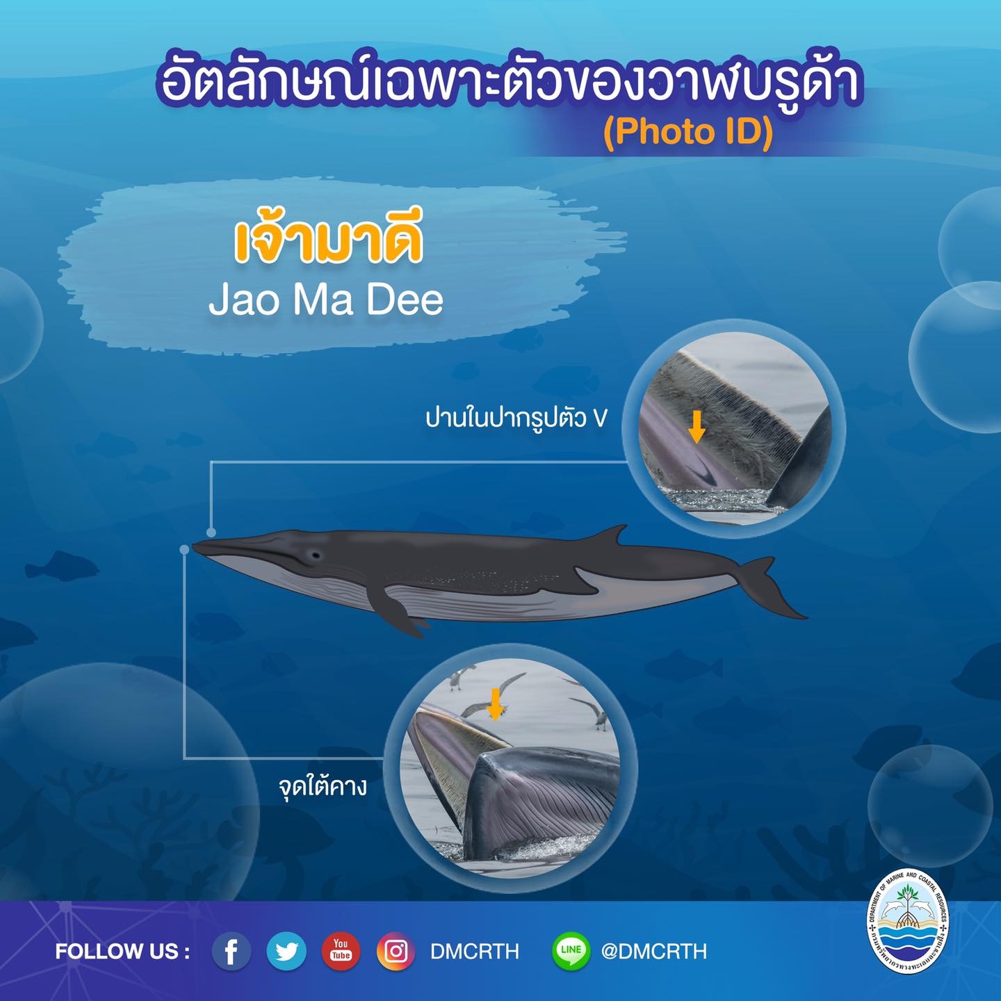 วันละวาฬ มารู้จัก ๖๐ วาฬบรูด้าในน่านน้ำไทย #๓๓ เจ้ามาดี