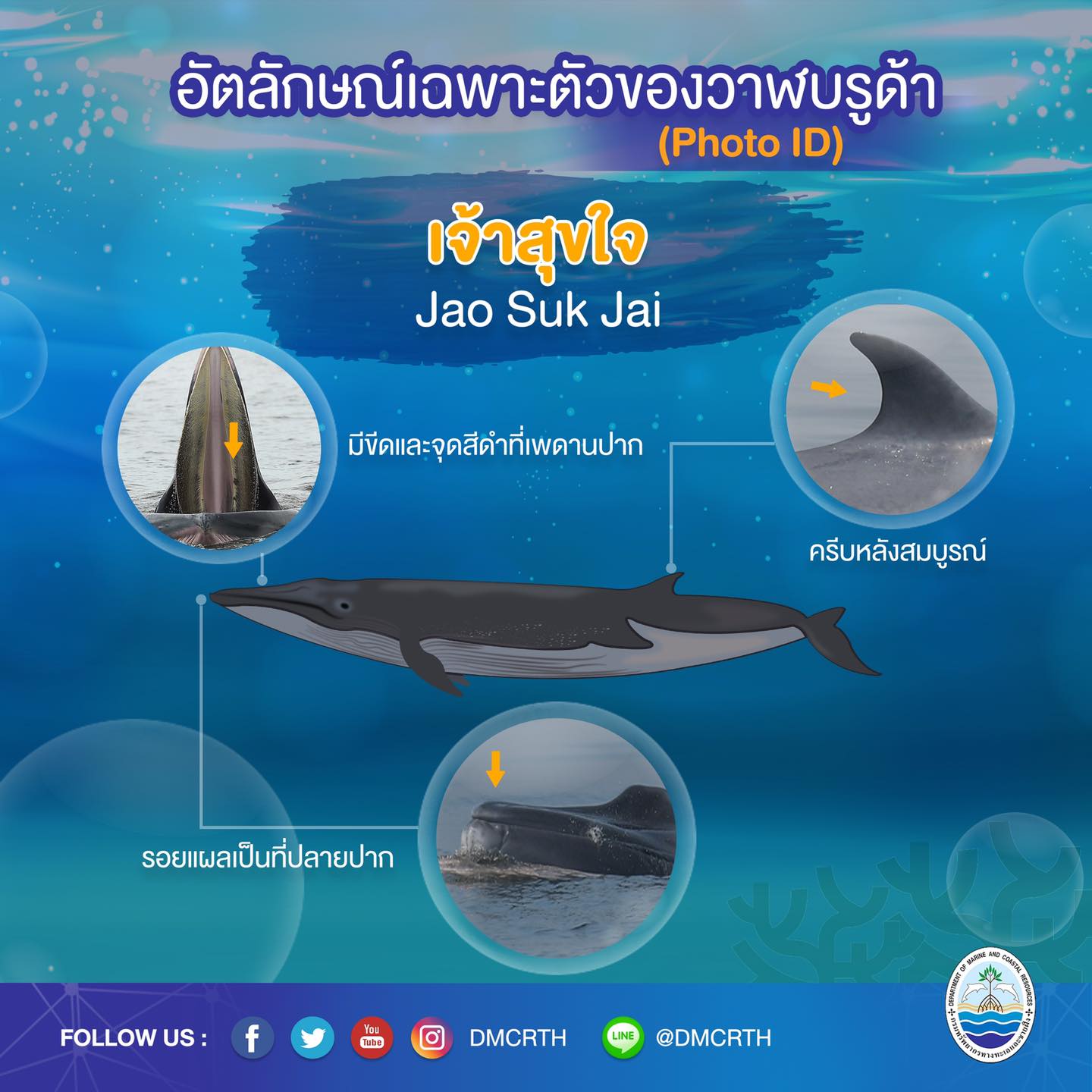 วันละวาฬ มารู้จัก ๖๐ วาฬบรูด้าในน่านน้ำไทย #๕๙ เจ้าสุขใจ