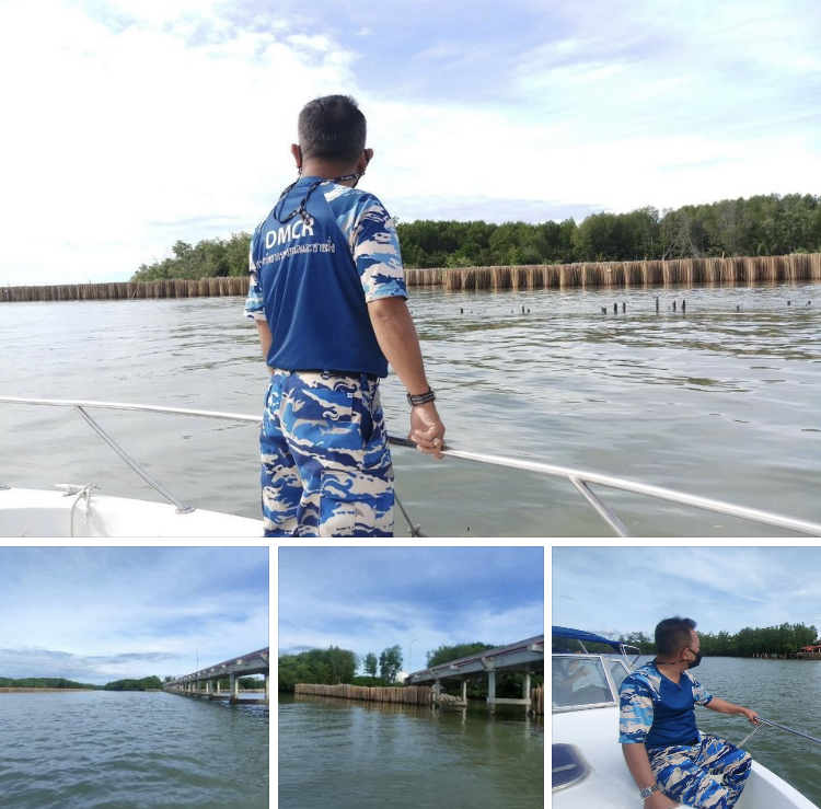ป่าชายเลนเขตชายฝั่งเมืองแม่กลอง สถานการณ์ปกติดี