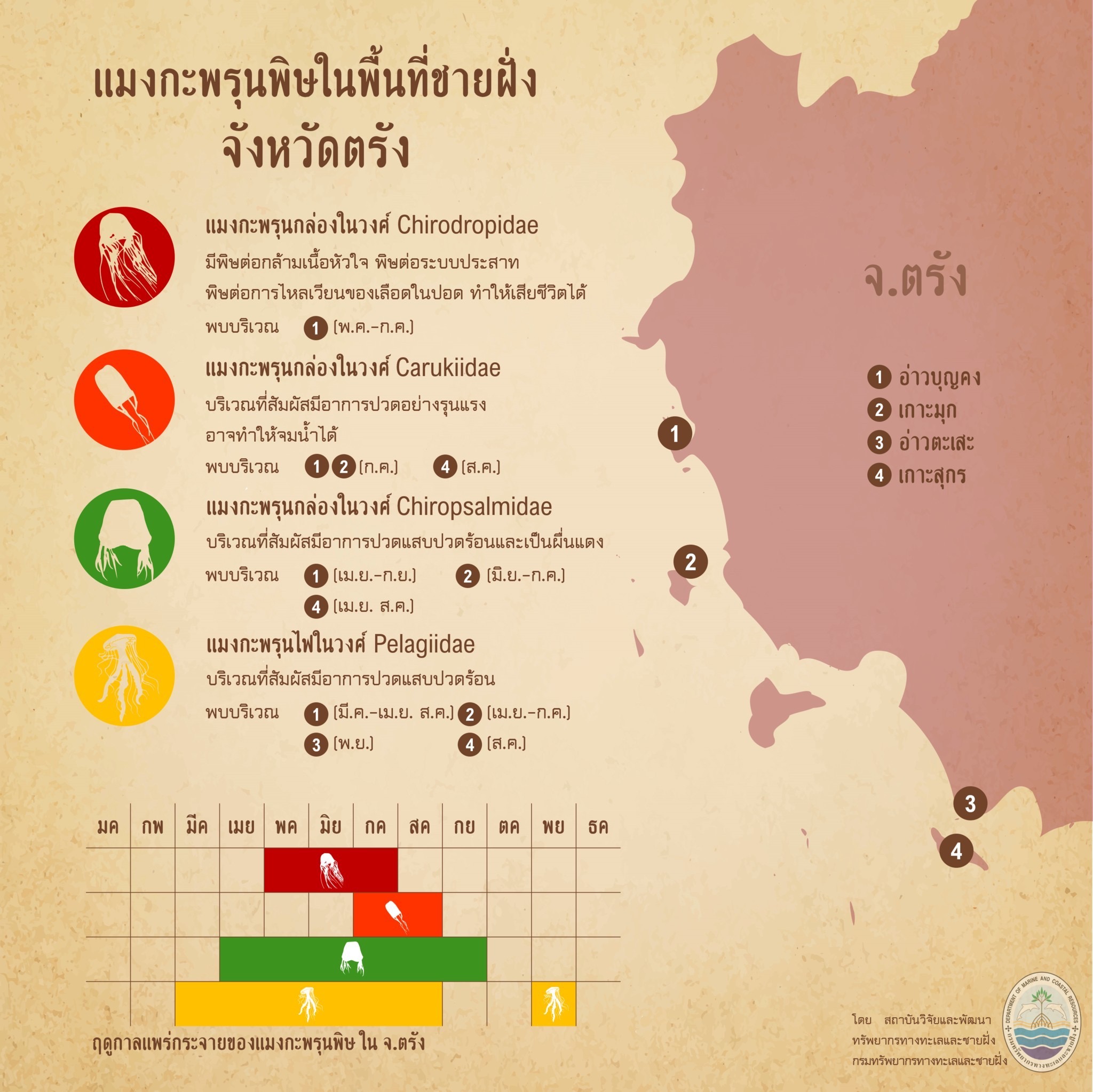 รู้จักกันหน่อยแมงกะพรุนในน่านน้ำไทย ตอนที่ ๒๐ ทะเลตรัง