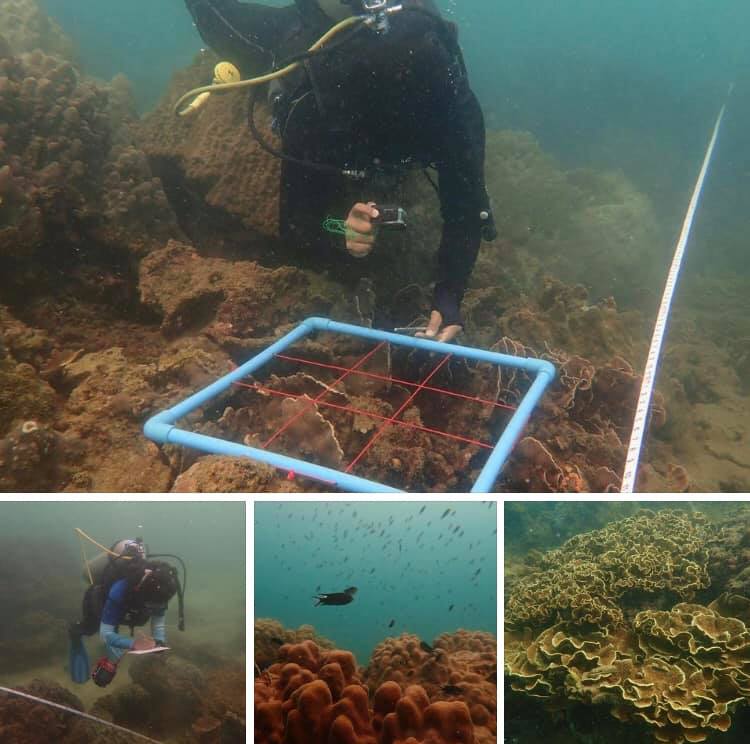 สำรวจสถานภาพทรัพยากรแนวปะการังทะเลชุมพร