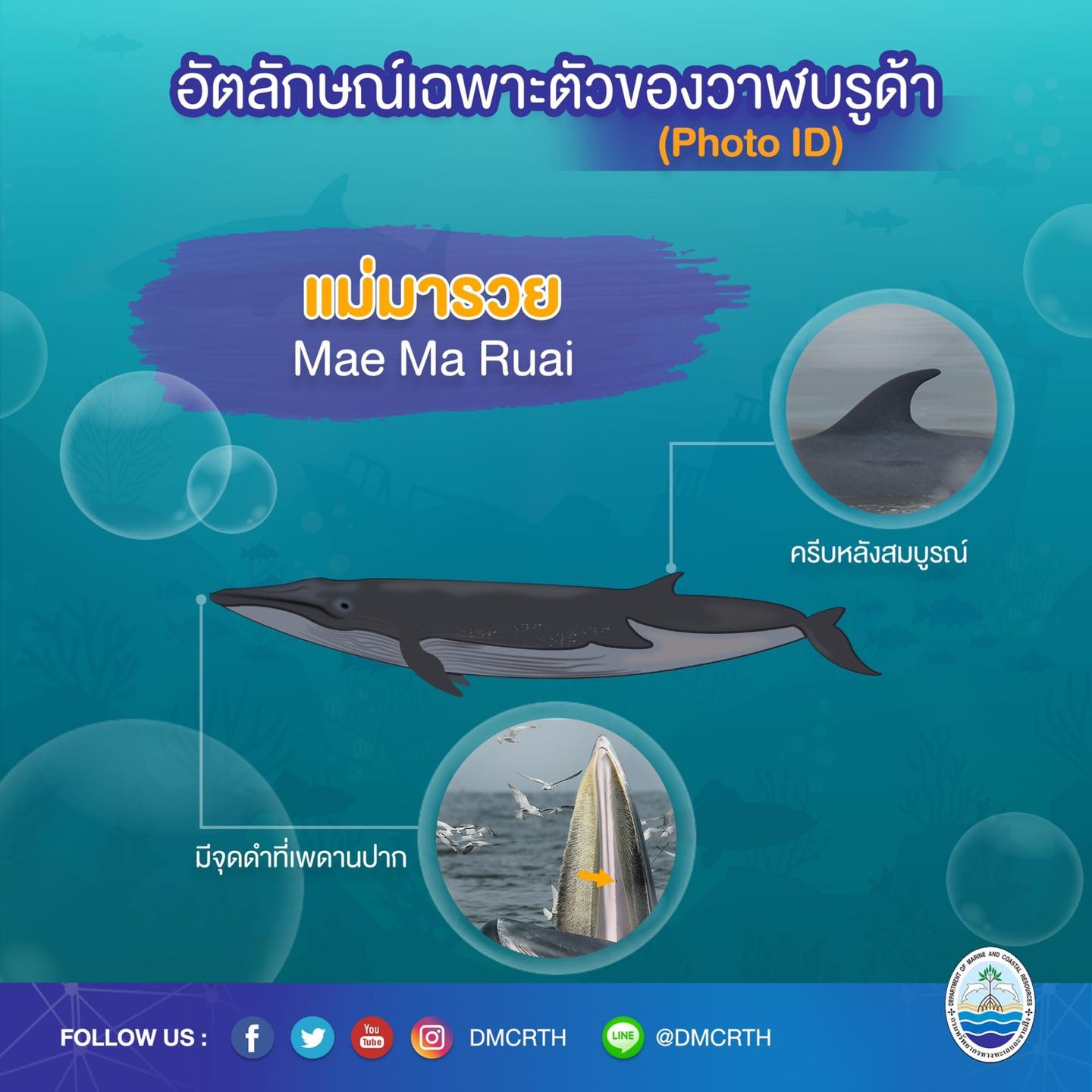วันละวาฬ มารู้จัก ๖๐ วาฬบรูด้าในน่านน้ำไทย #๓๔ แม่มารวย