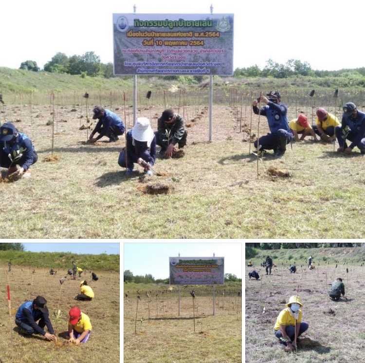 กรมทะเล ชวนอาสาสมัครปลูกป่าระนองในวันป่าชายเลนแห่งชาติ