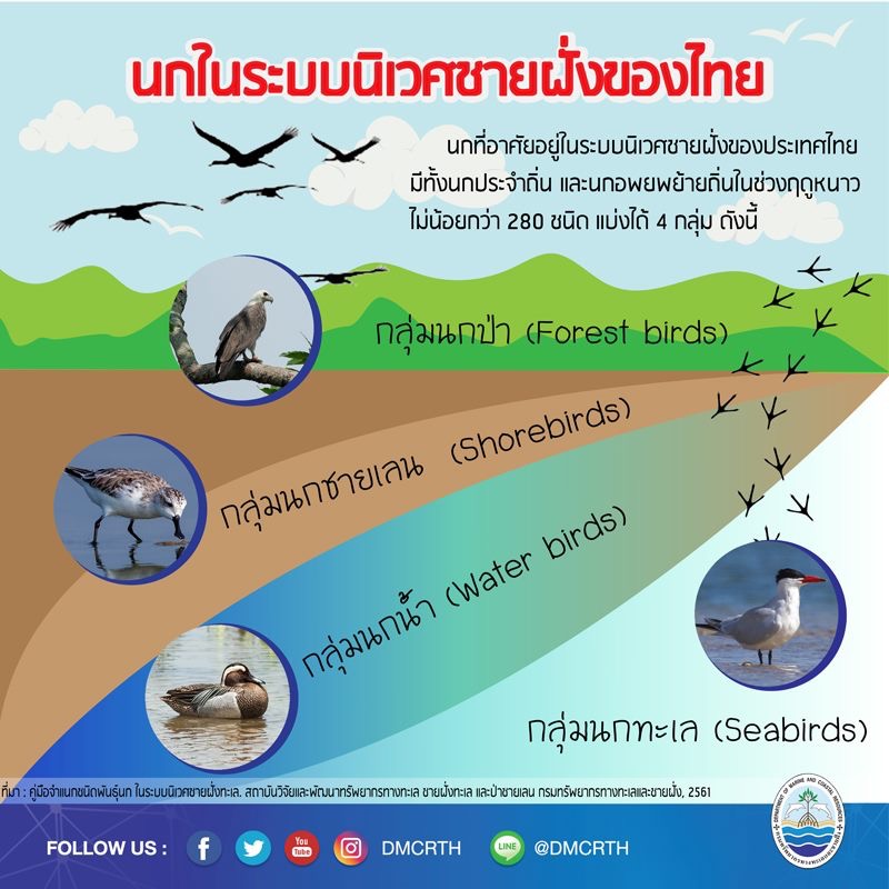 นก ไม่นก ถ้ารู้จักแล้วจะรักนกในระบบนิเวศชายฝั่งทะเลไทย #๑