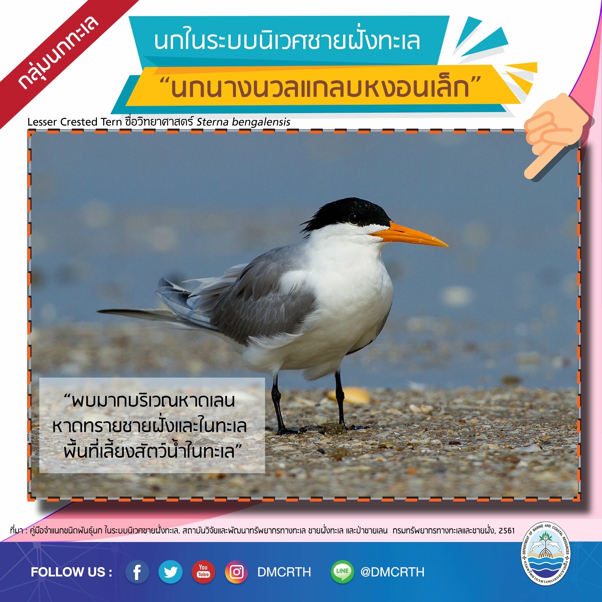 นก ไม่นก ถ้ารู้จักแล้วจะรักนกในระบบนิเวศชายฝั่งทะเลไทย #๒๓