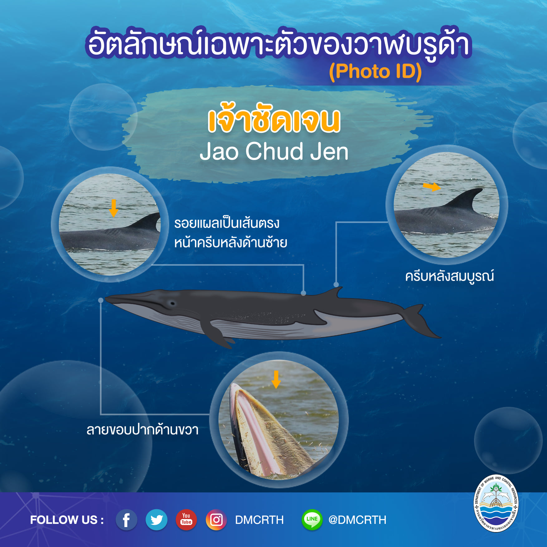 วันละวาฬ มารู้จัก ๖๐ วาฬบรูด้าในน่านน้ำไทย #๑๕ เจ้าชัดเจน