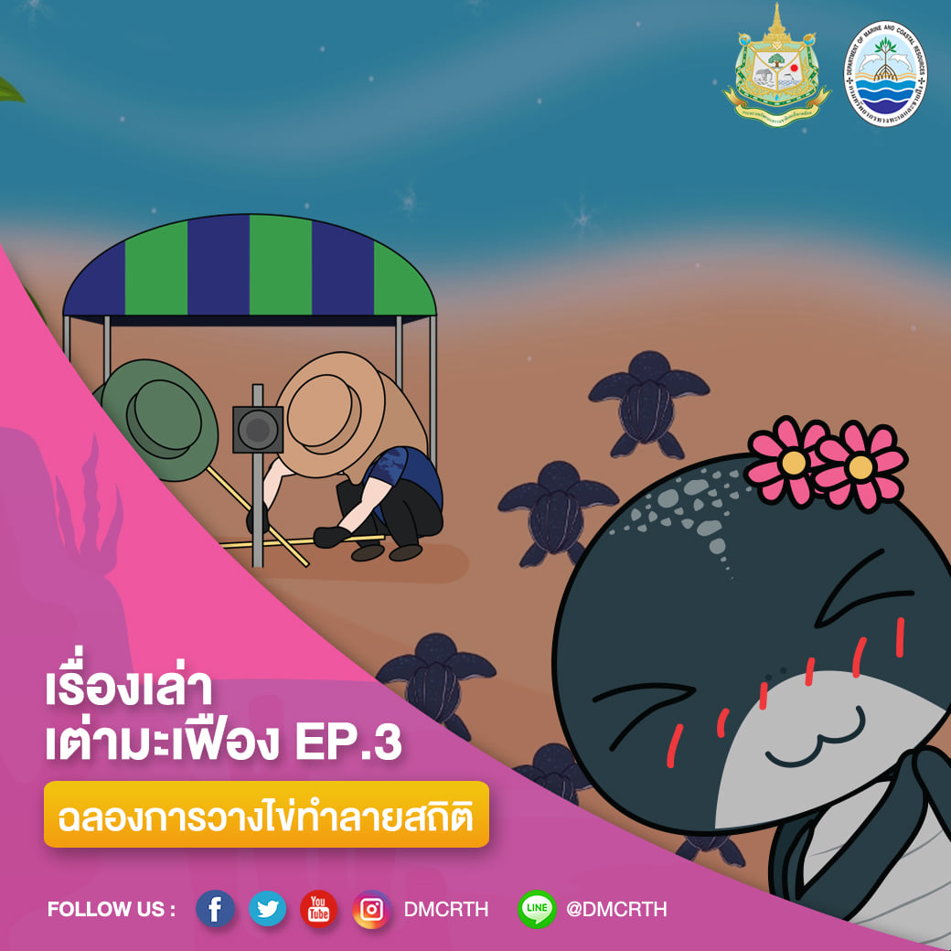 ดีใจหน้าบาน ทช. ฉลองแม่เต่ามะเฟืองทุบสถิติการวางไข่ต่อเนื่อง #๓